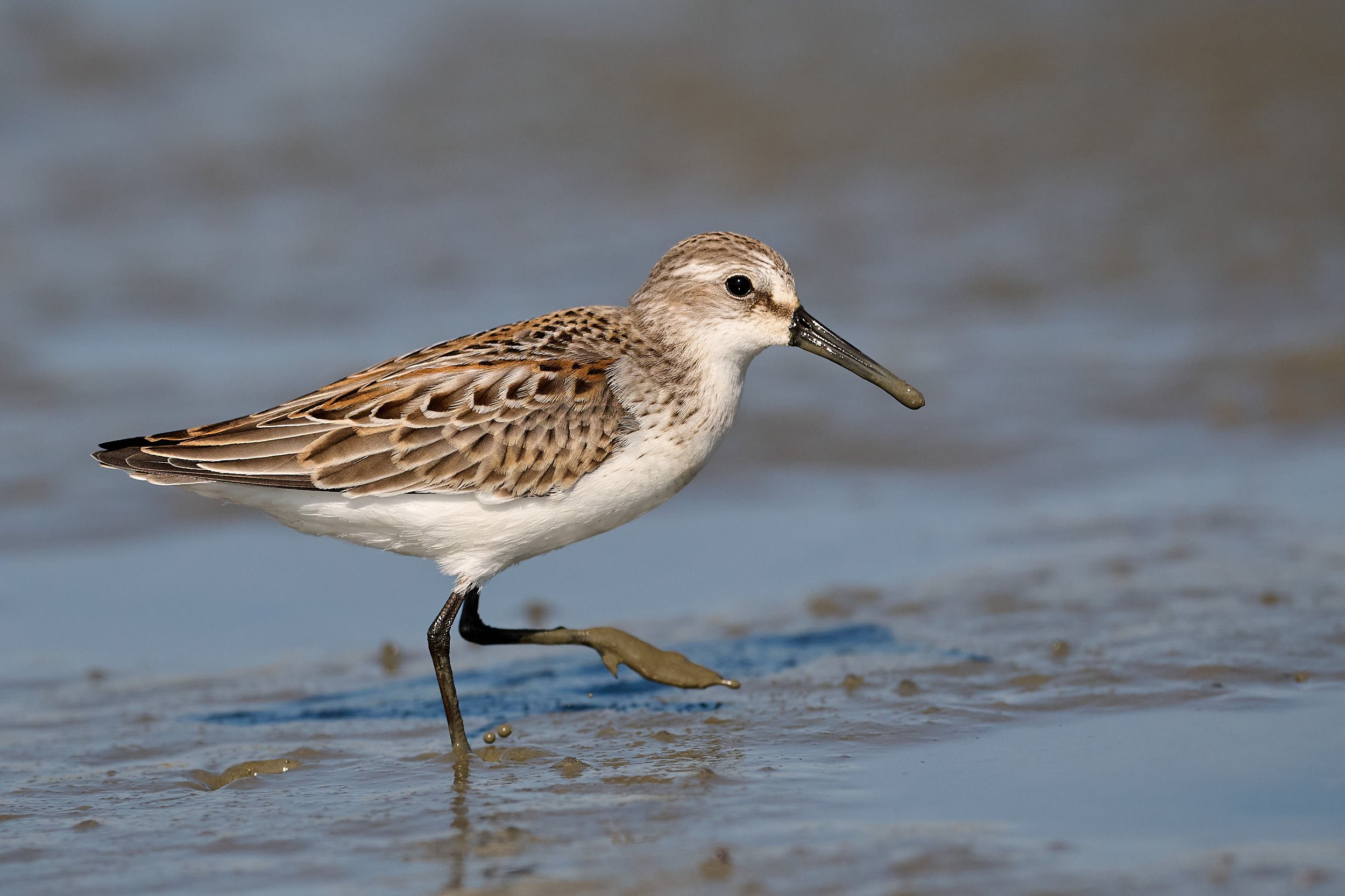 Dunlin