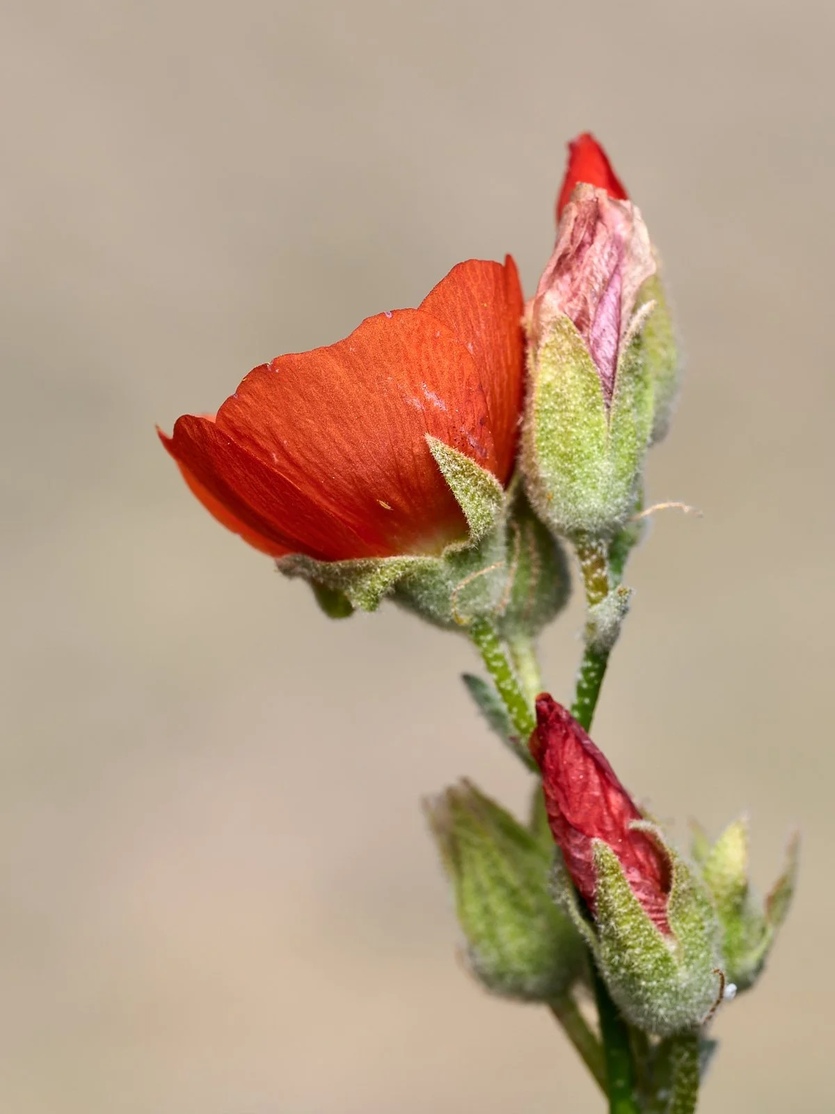 bush mallow