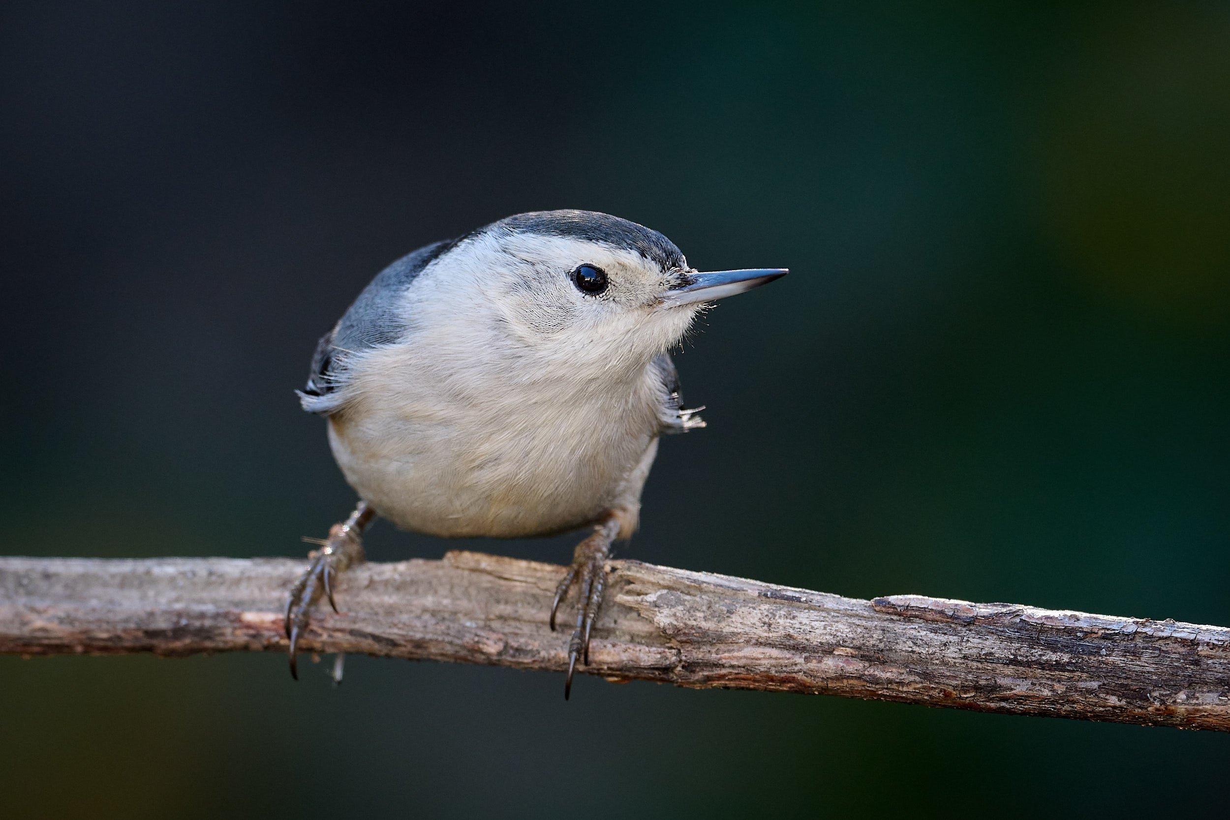 White-breasted Nuthatch
