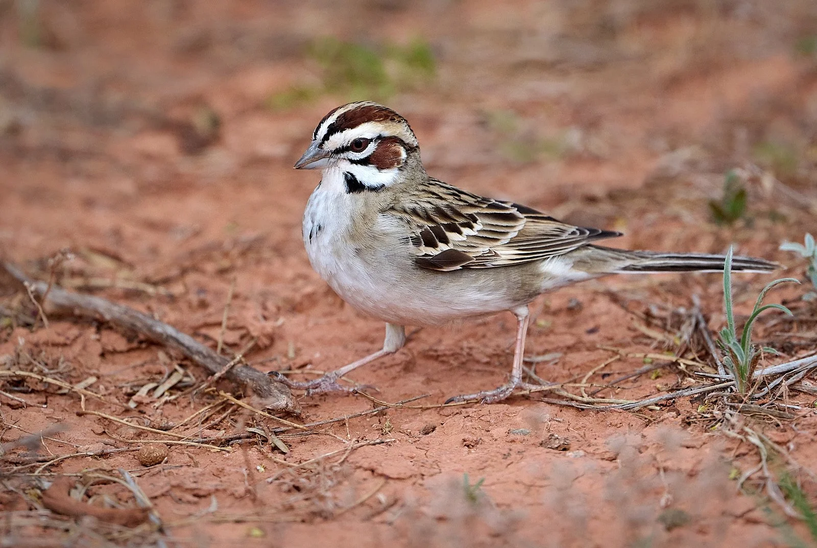 Lark Sparrow