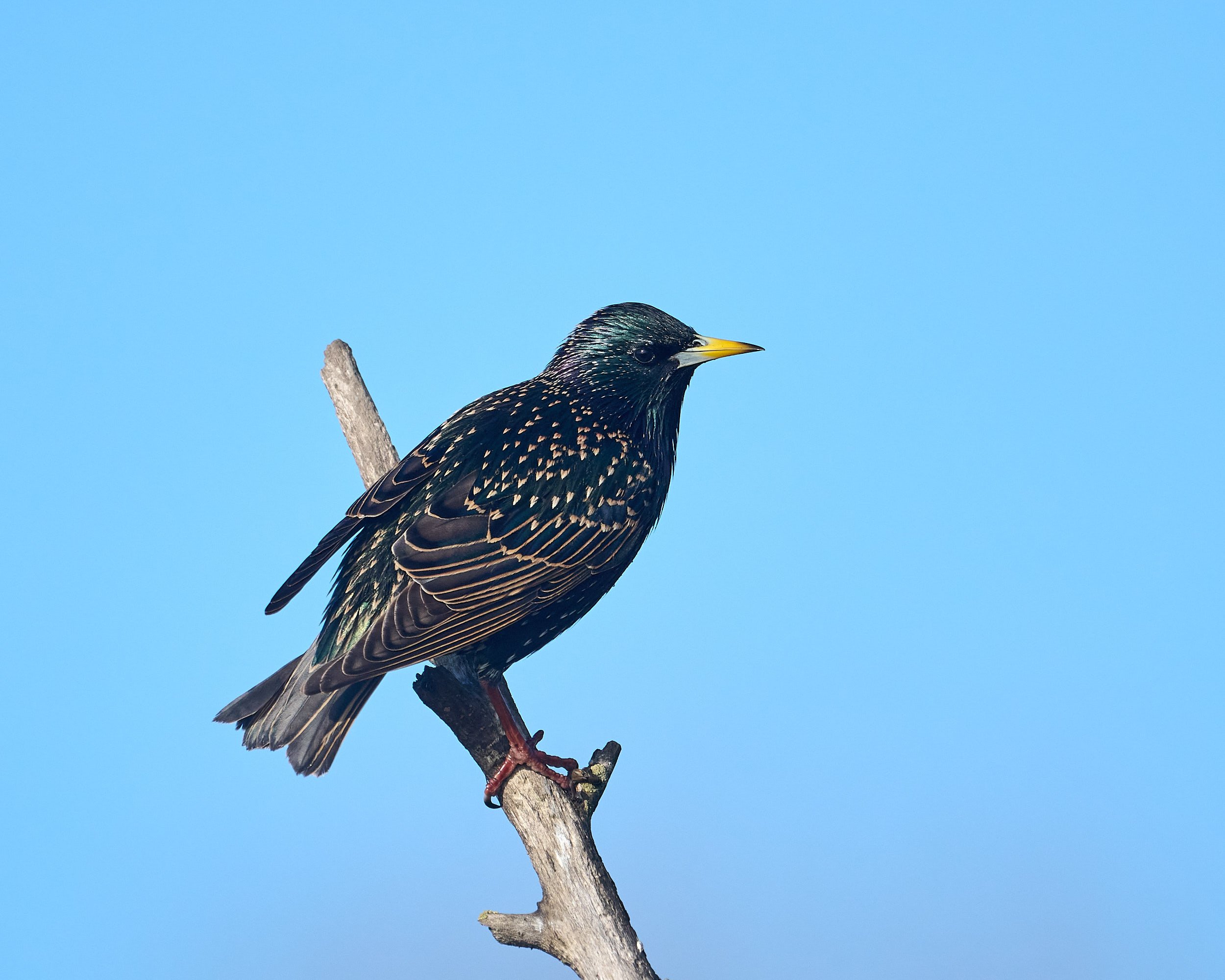 European Starling