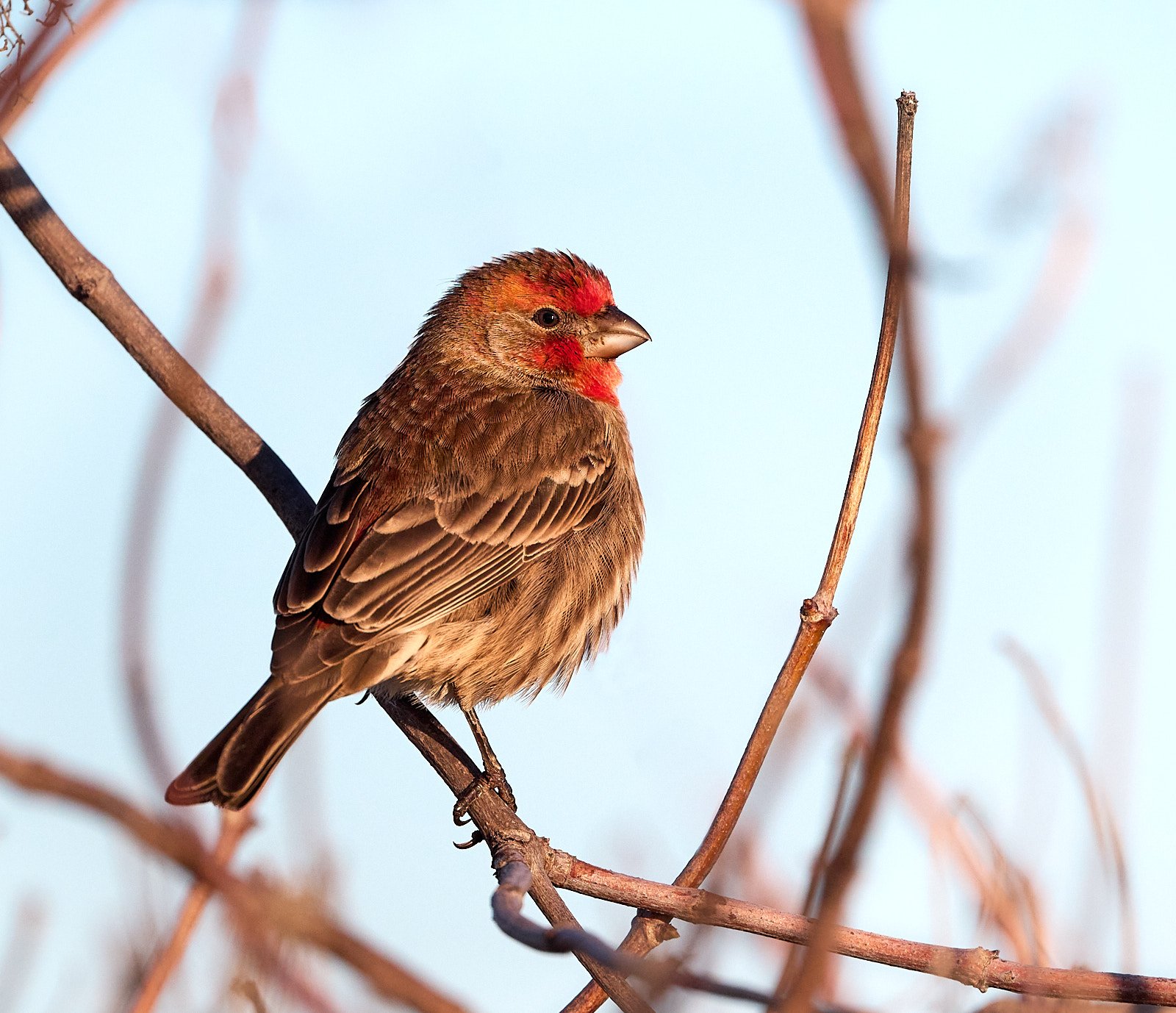 House Finch