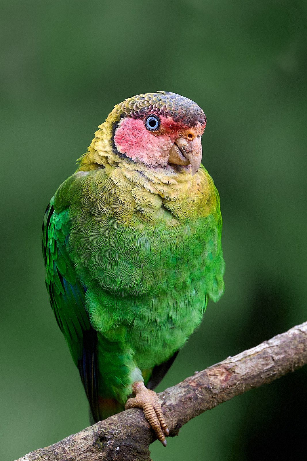 Rose-faced Parrot