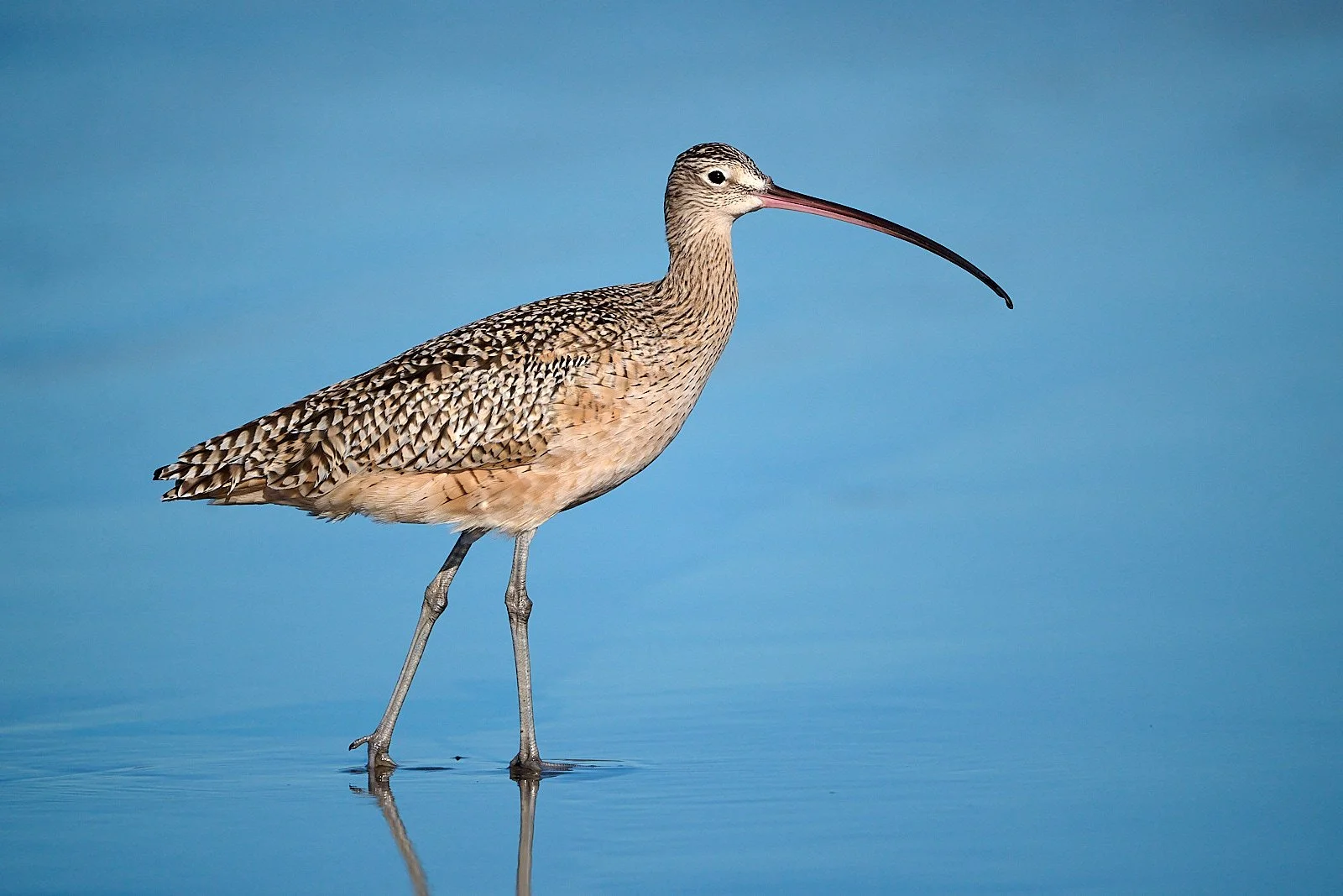 Long-billed Curlew