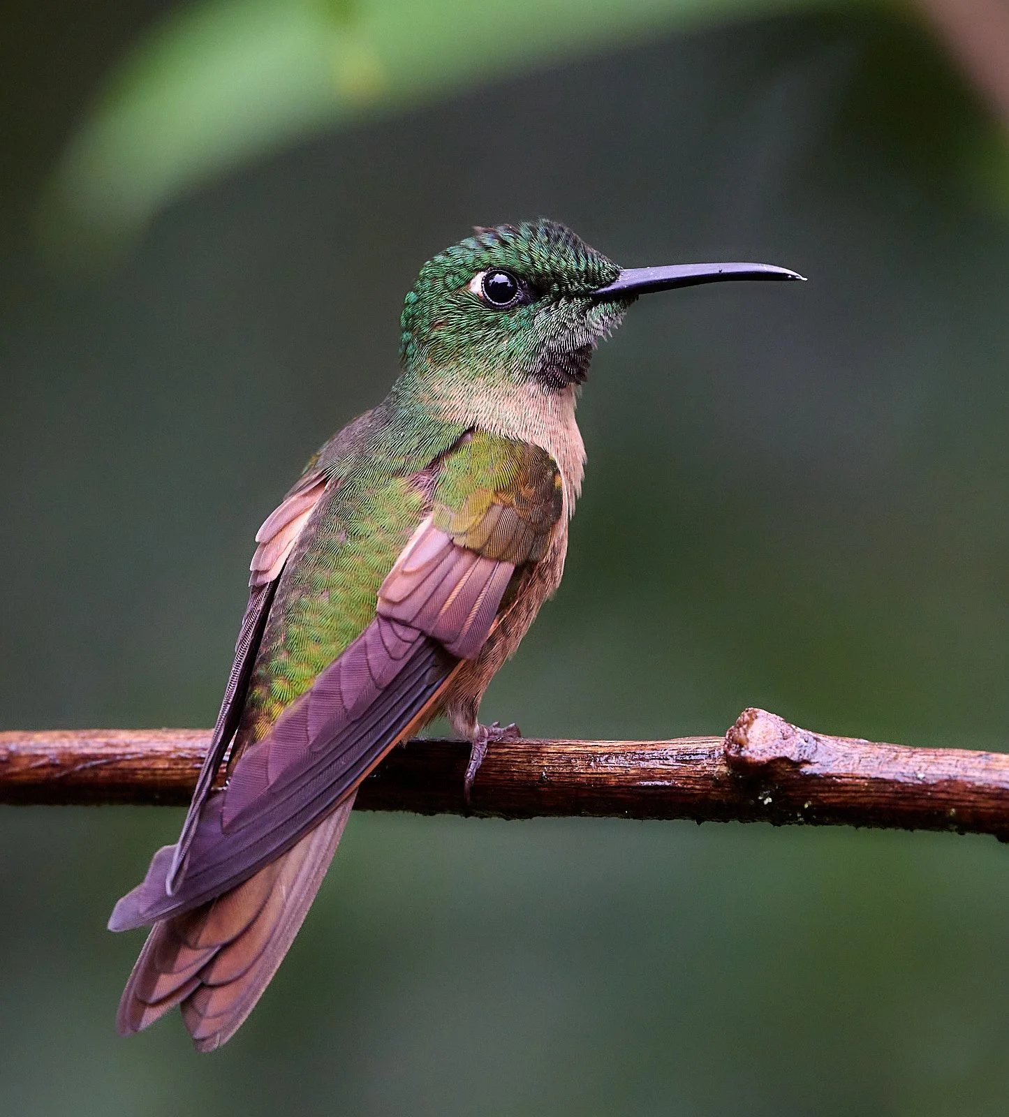 Fawn-breasted Brilliant