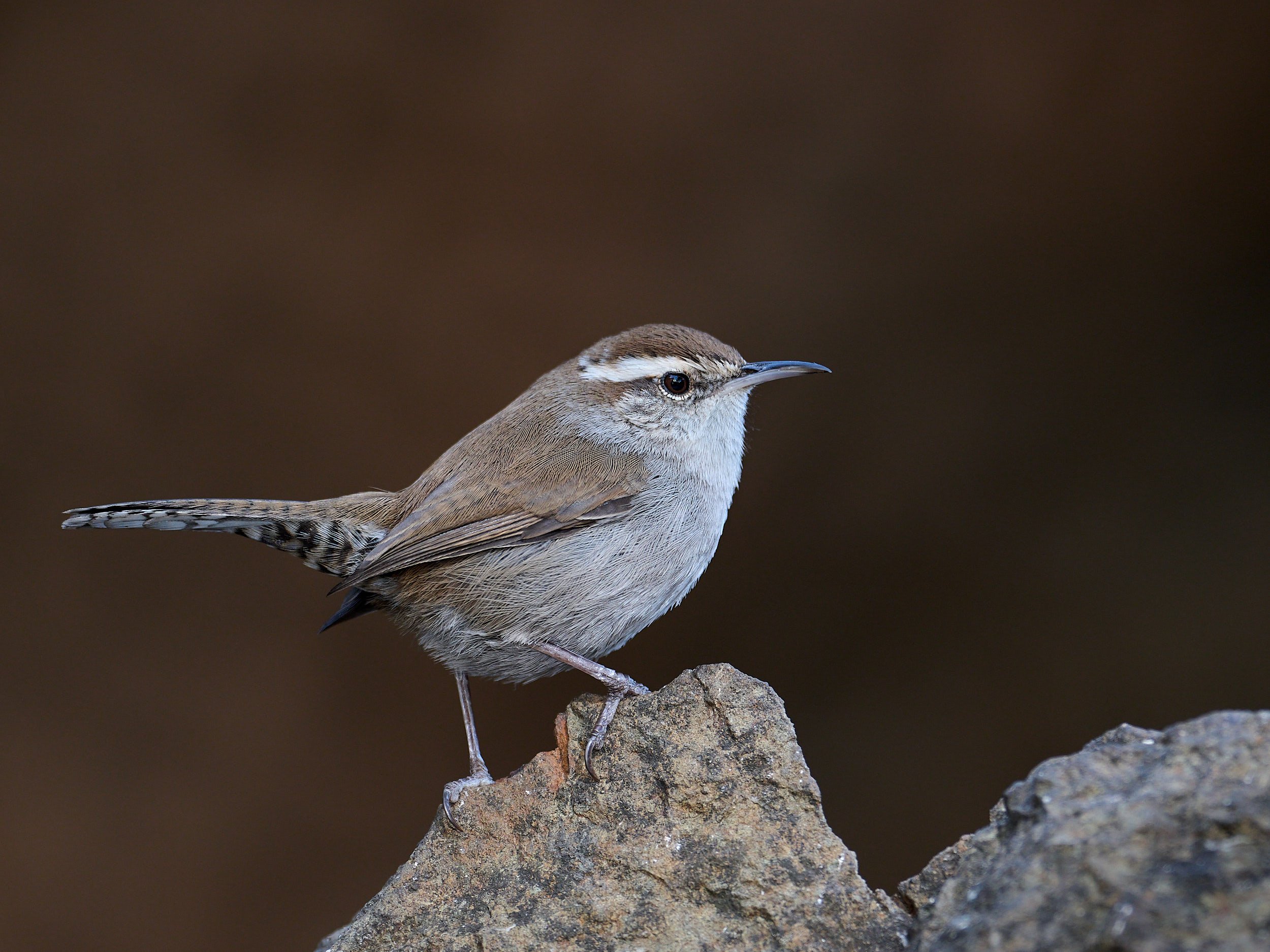 Bewick's Wren