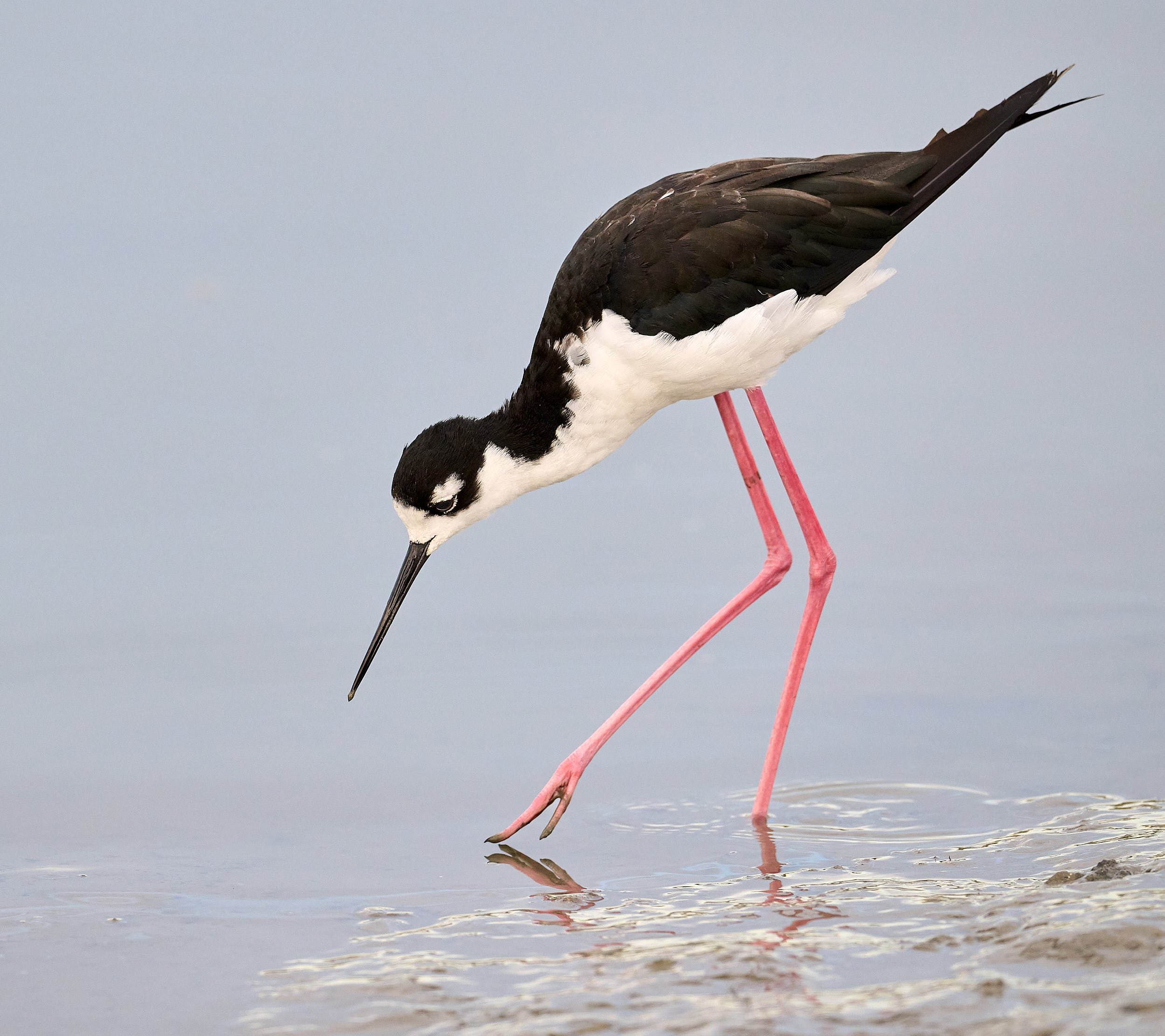 Black-necked Stilt