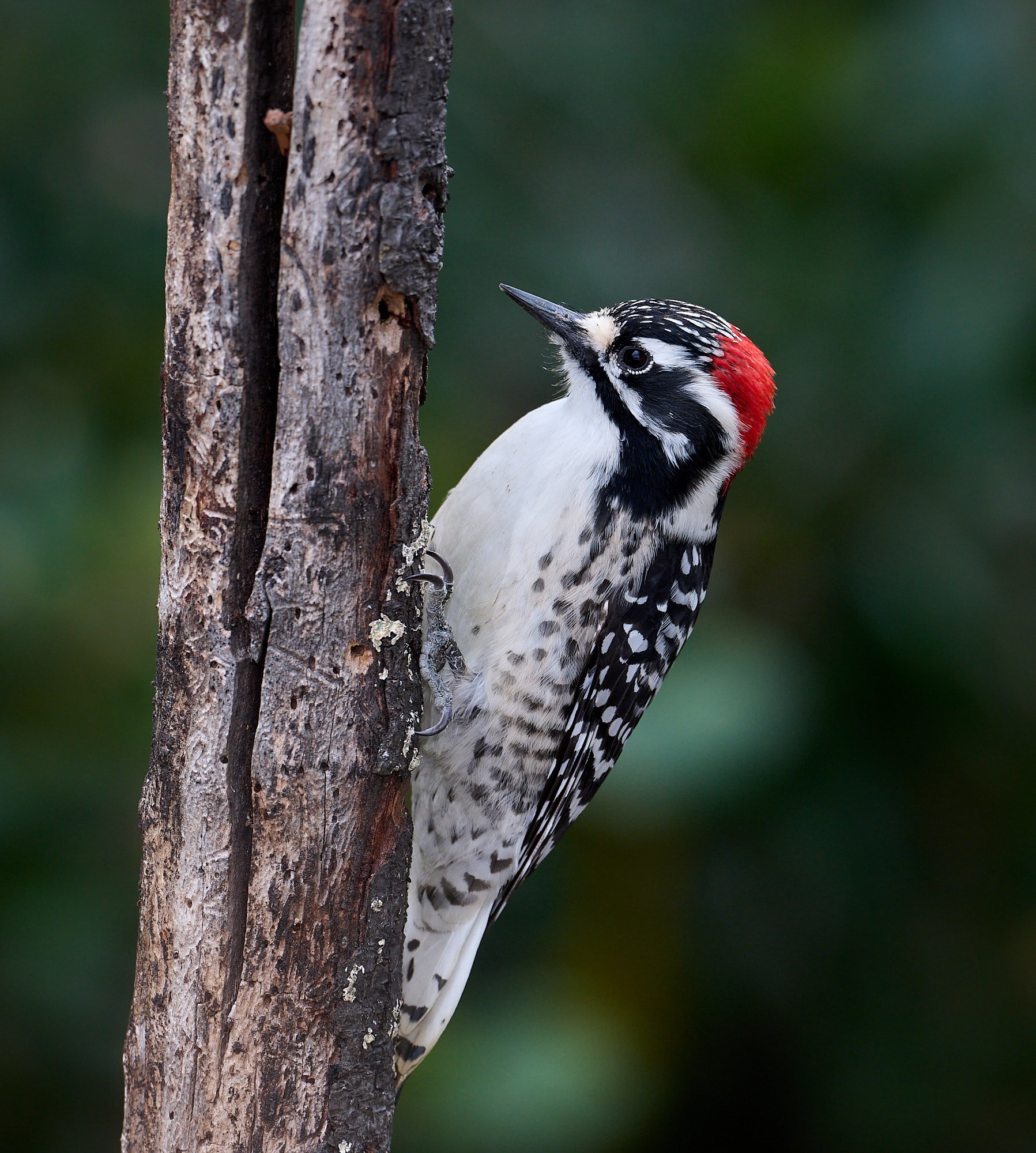 Nuttall's Woodpecker