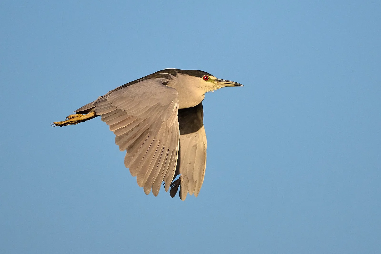 Black-crowned Nightheron