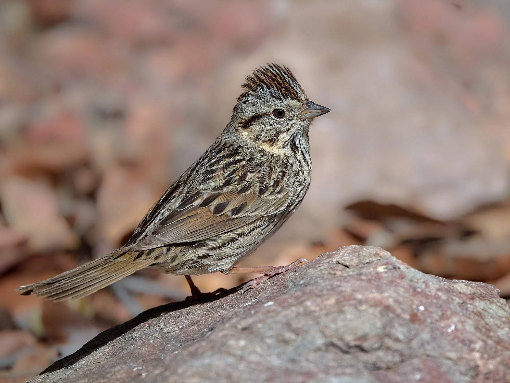 Lincoln's Sparrow