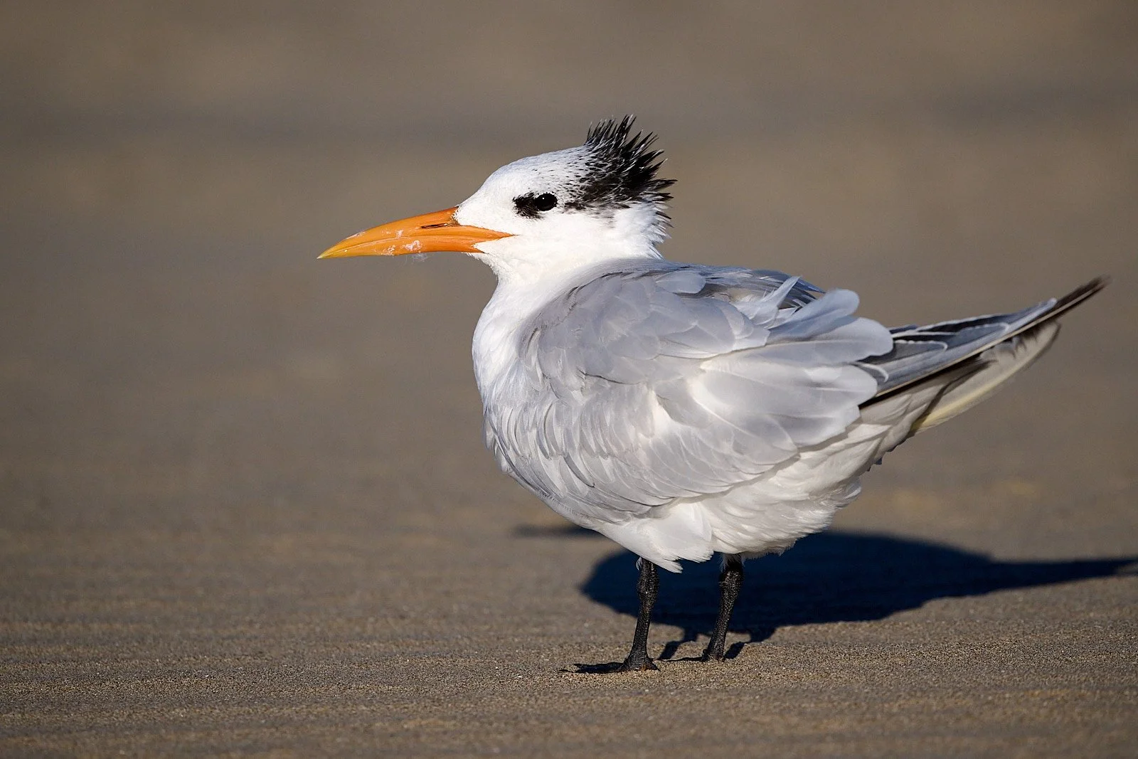 Royal Tern