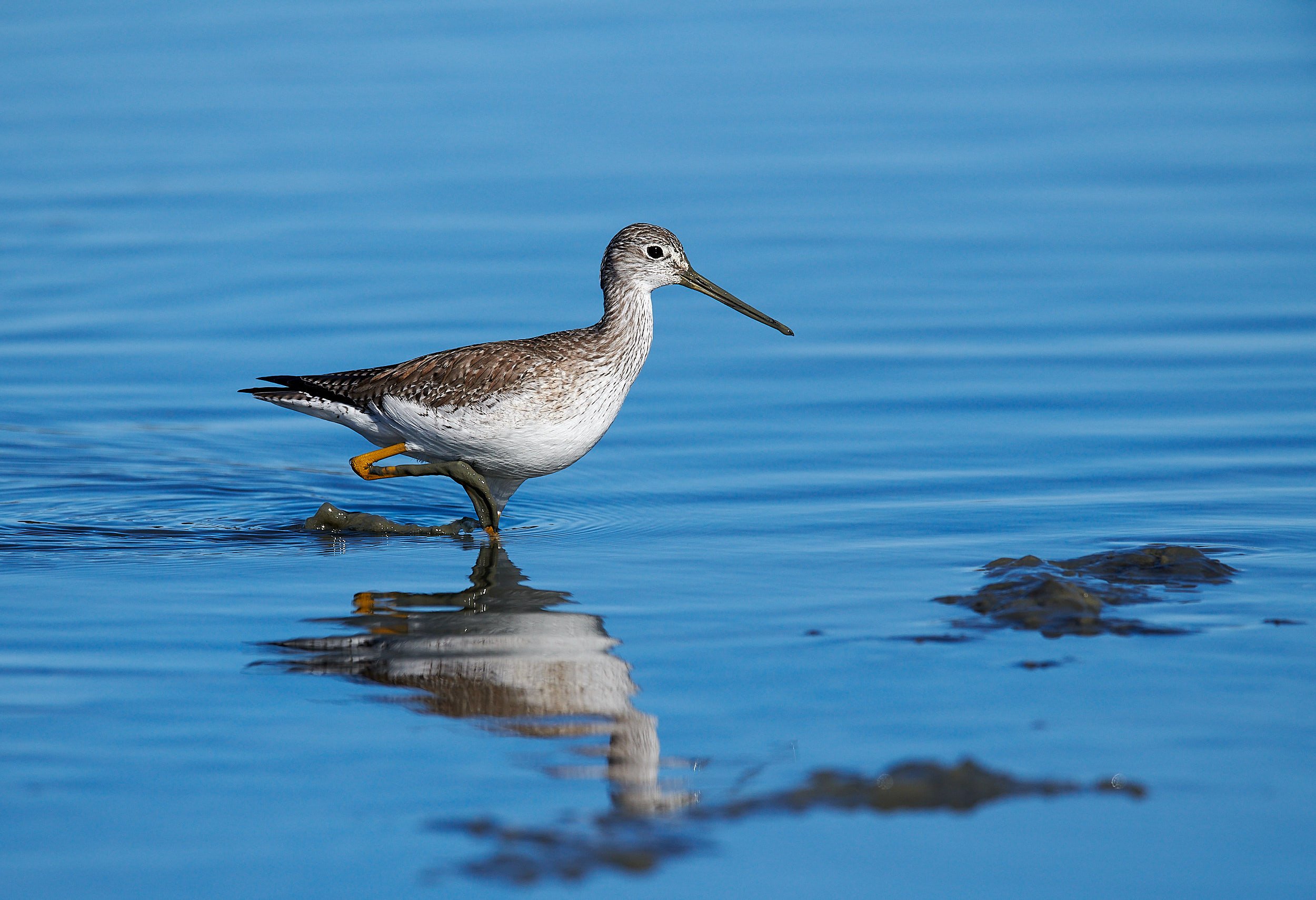 Greater Yellowlegs