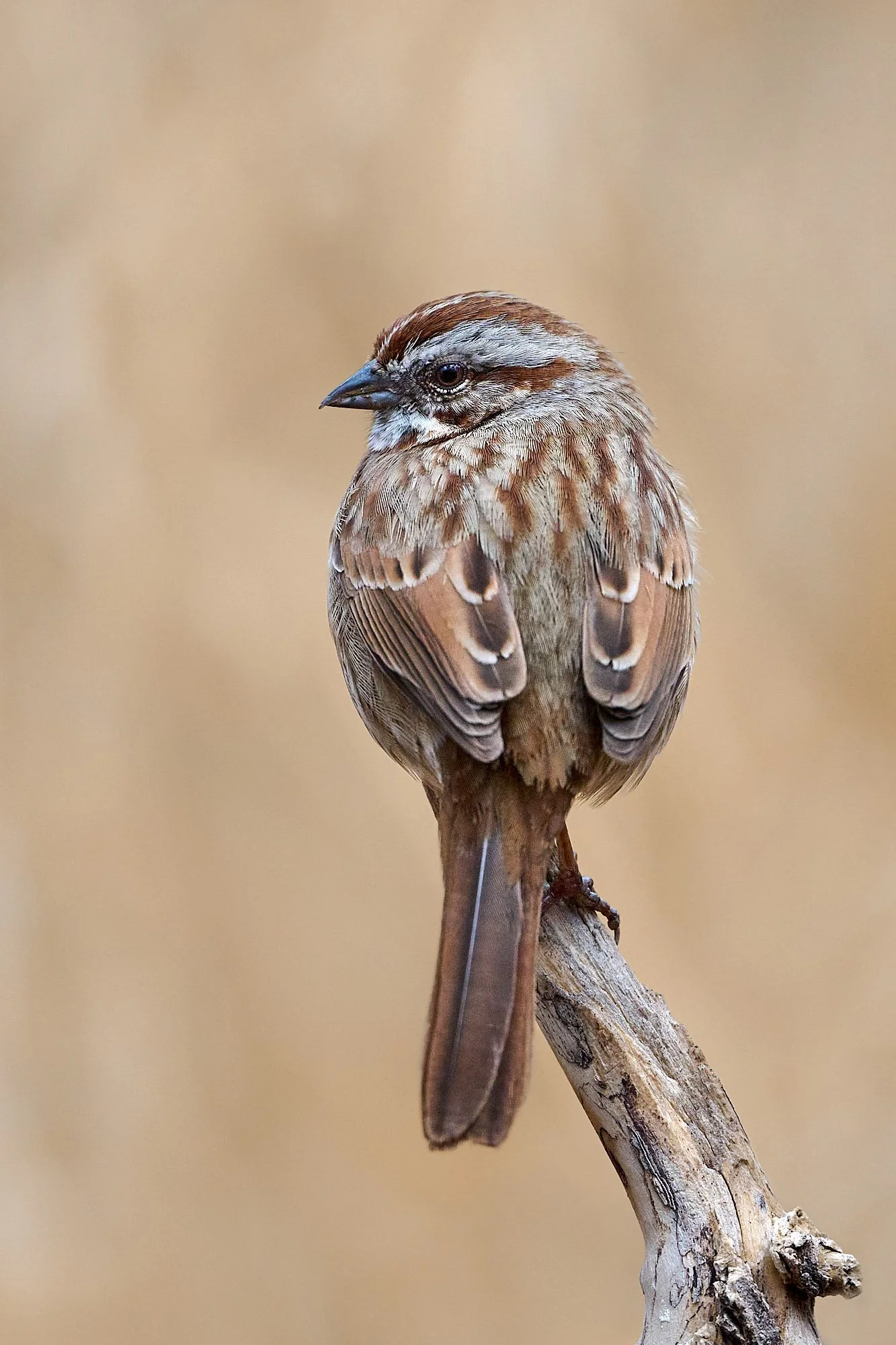 Song Sparrow