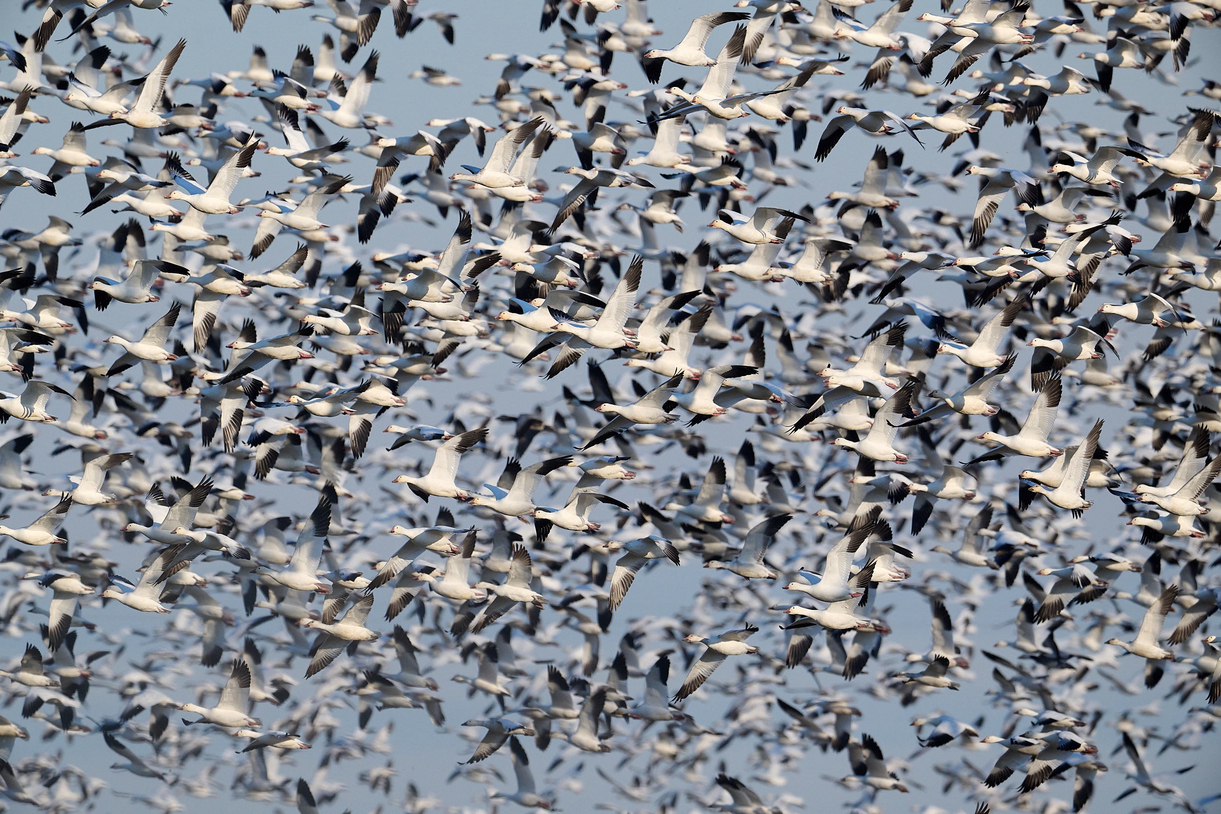 Snow Geese (mixed flock)