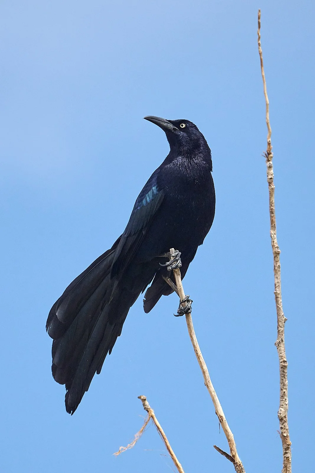 Giant-tailed Grackle