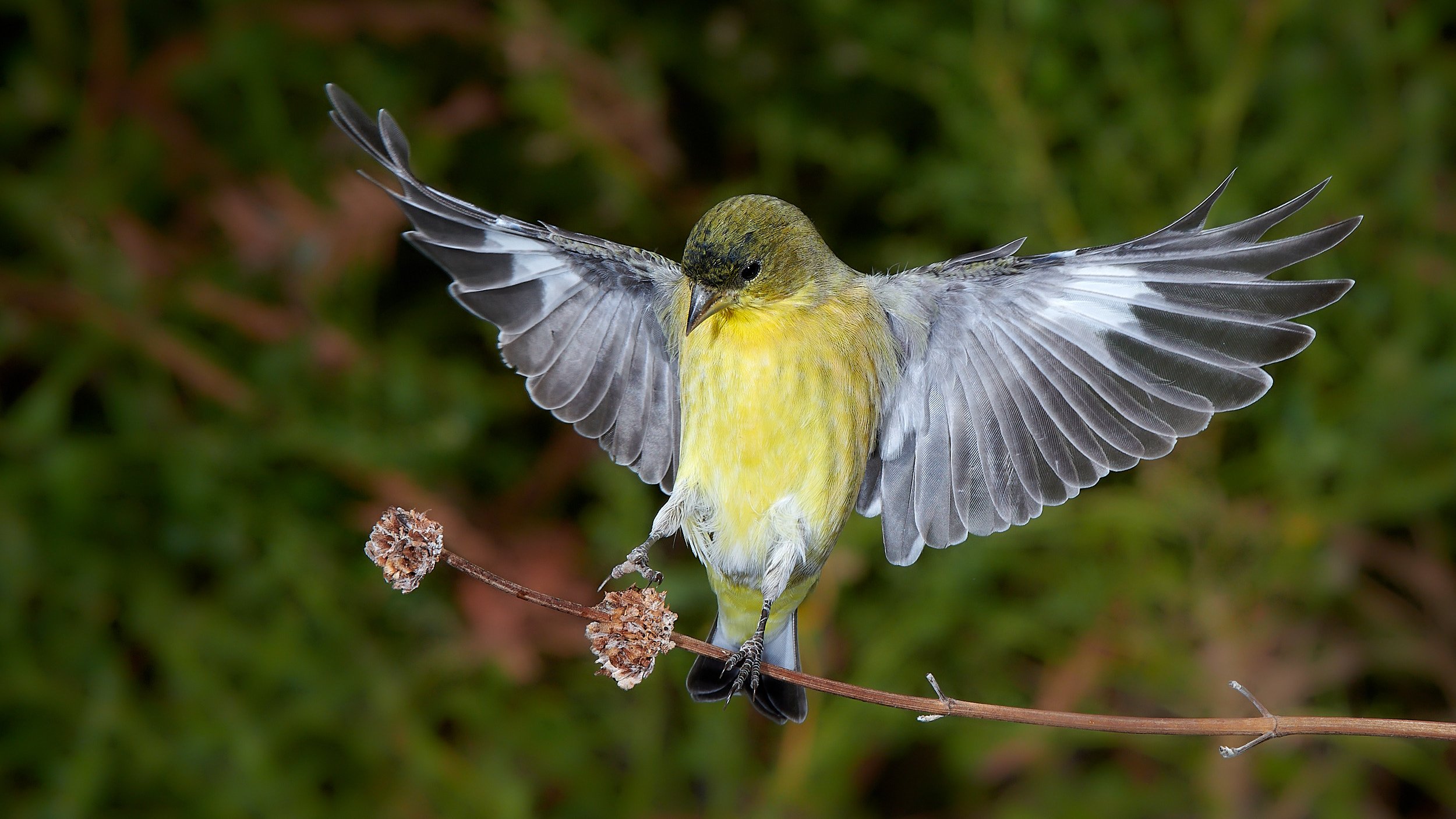 Lesser Goldfinch