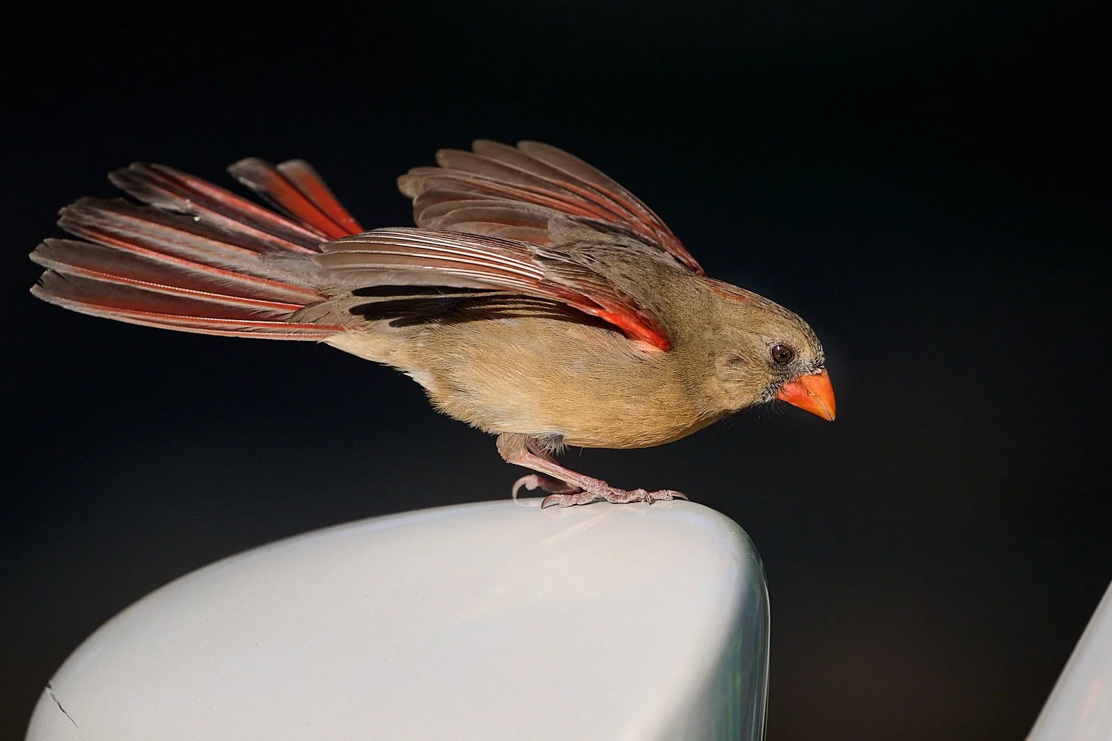 Northern Cardinal