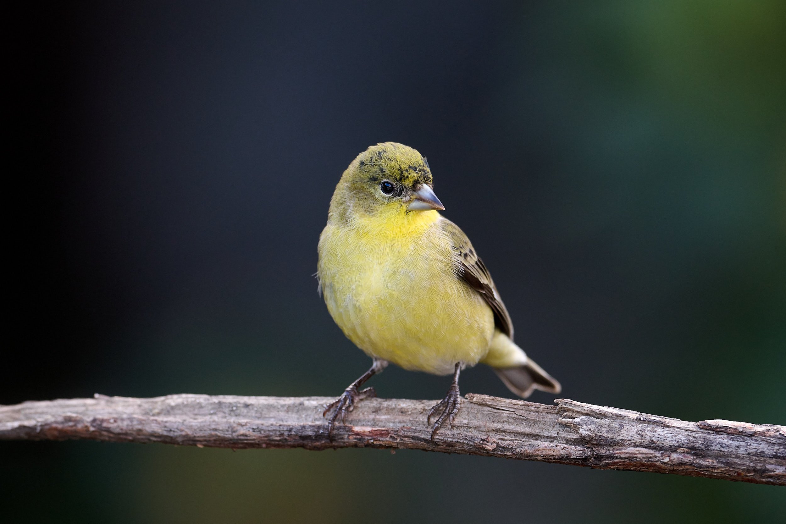 Lesser Goldfinch