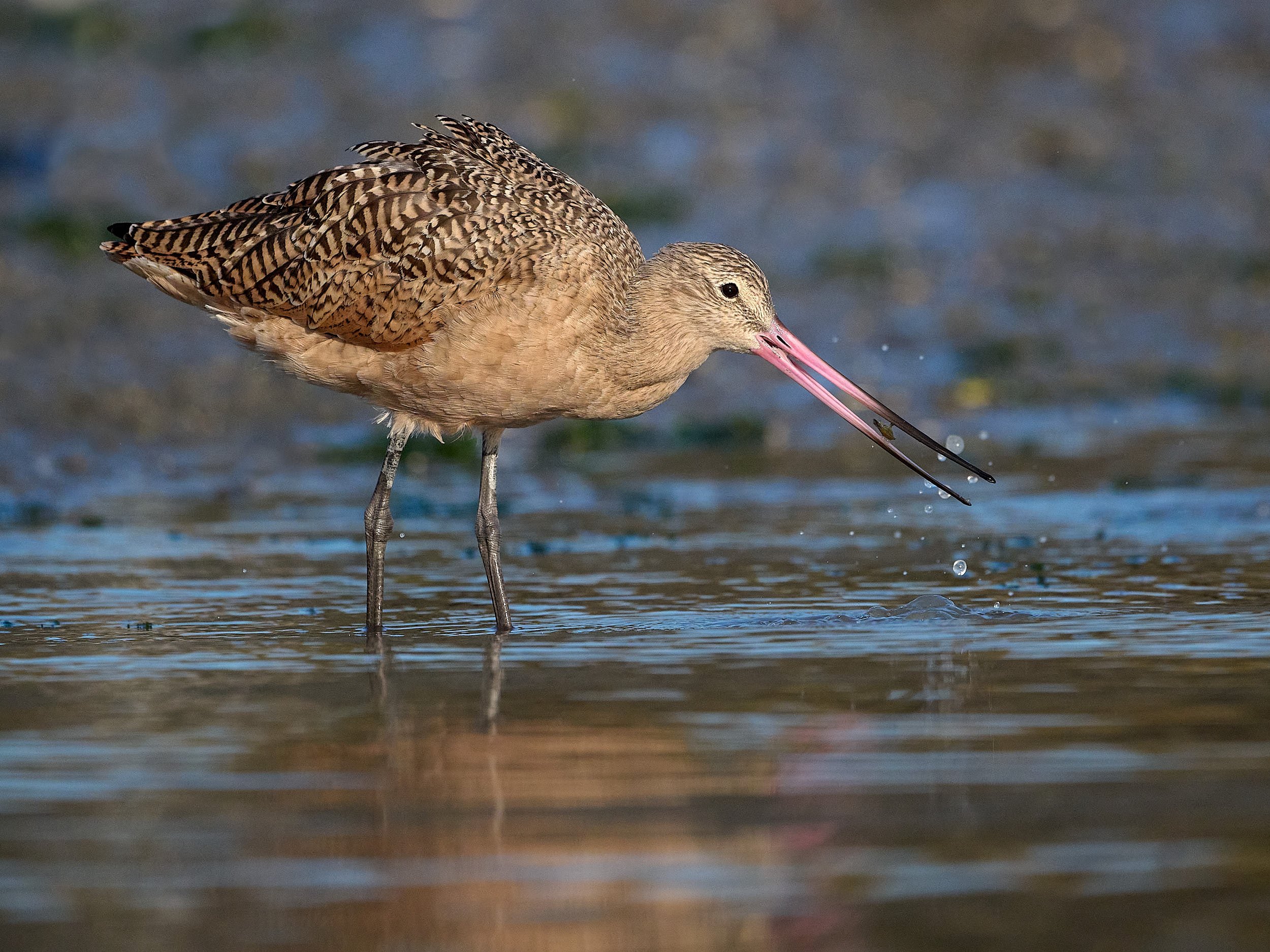 Marbled Godwit