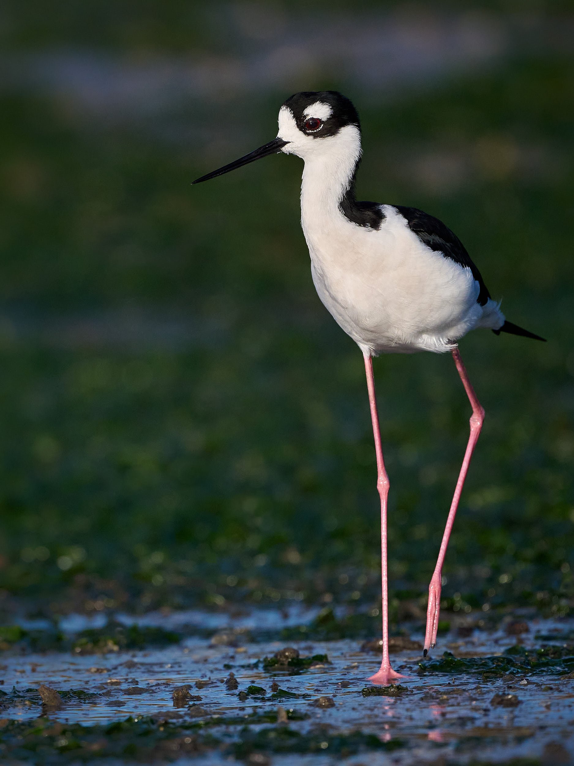 Black-necked Stilt