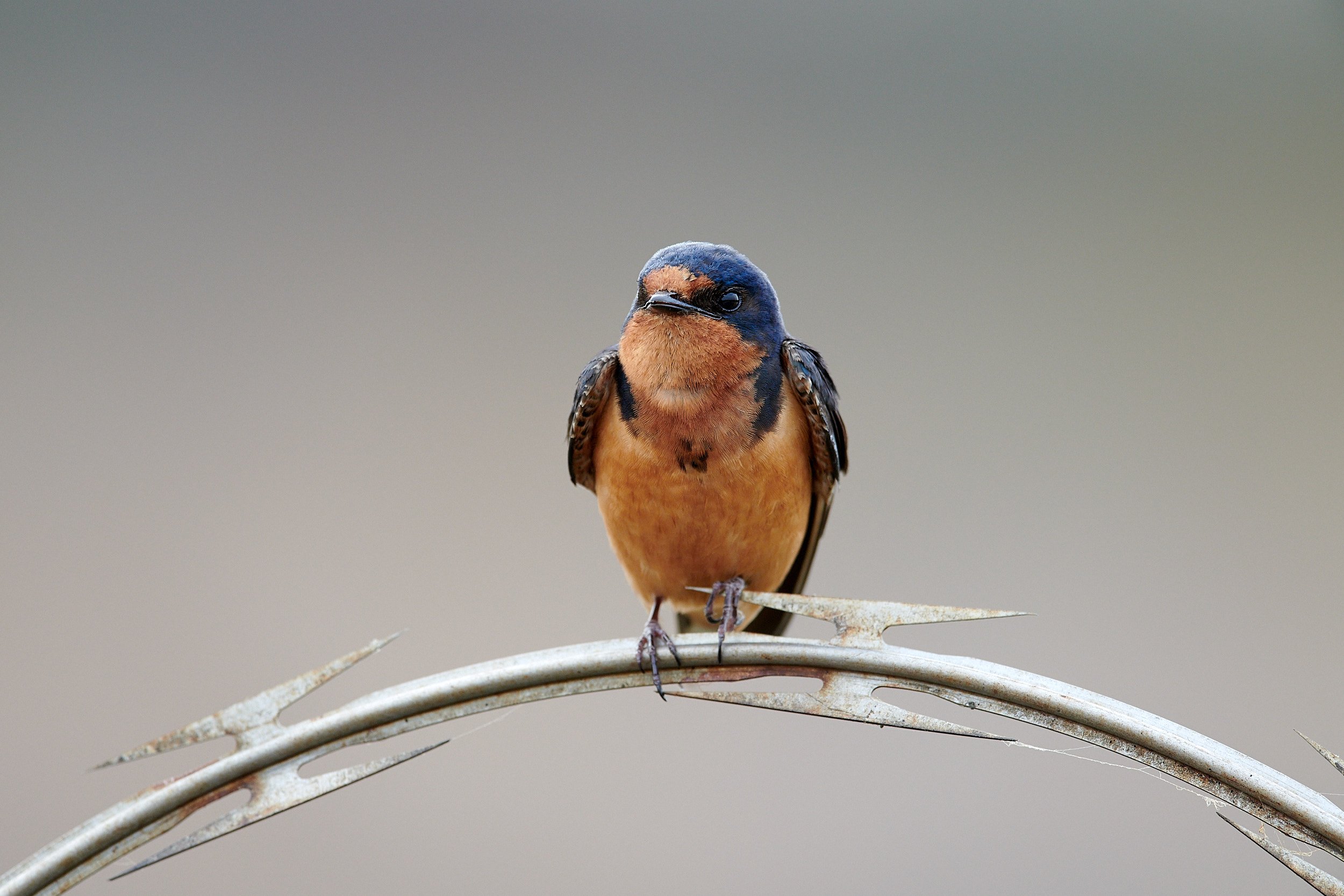 Barn Swallow