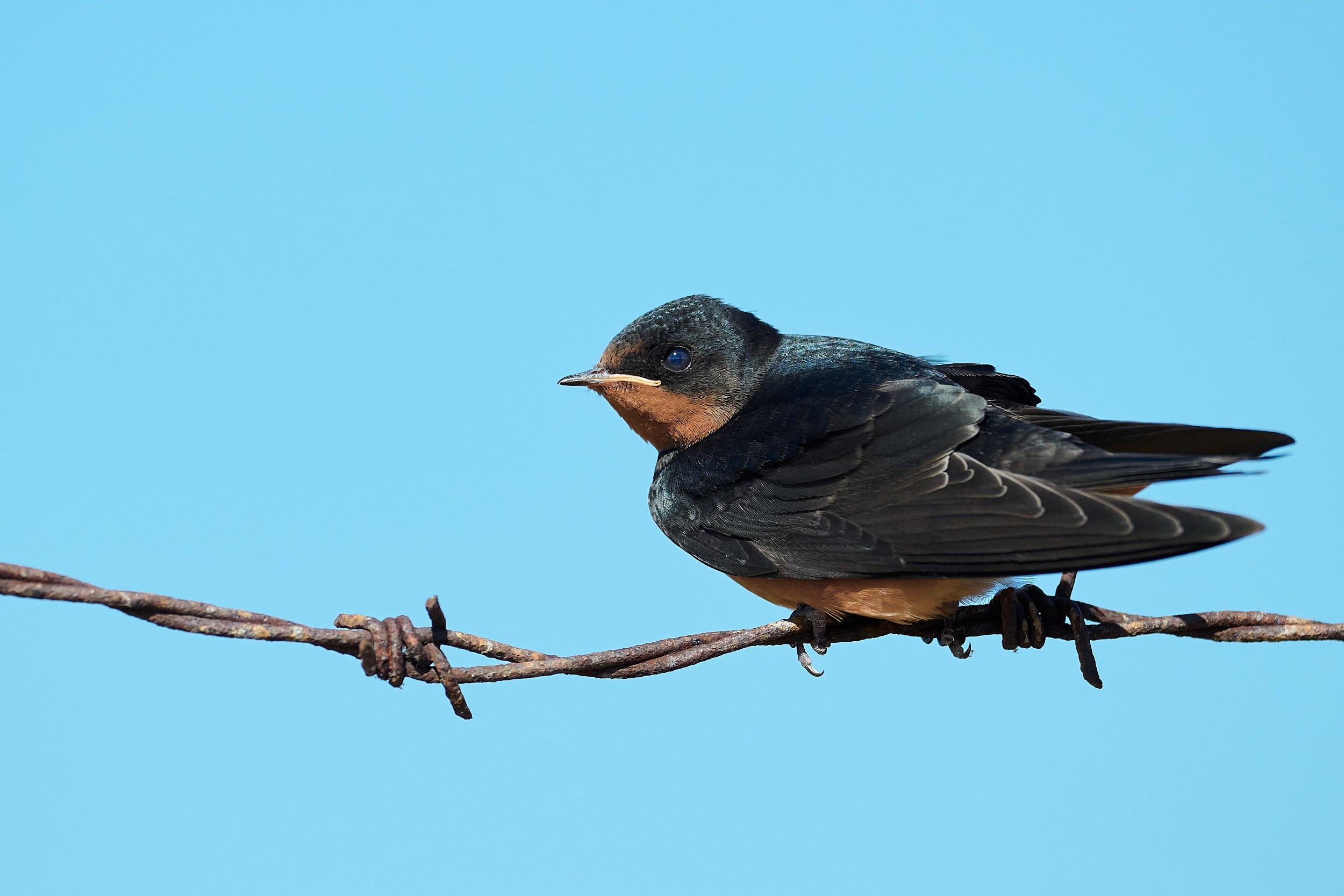 Barn Swallow