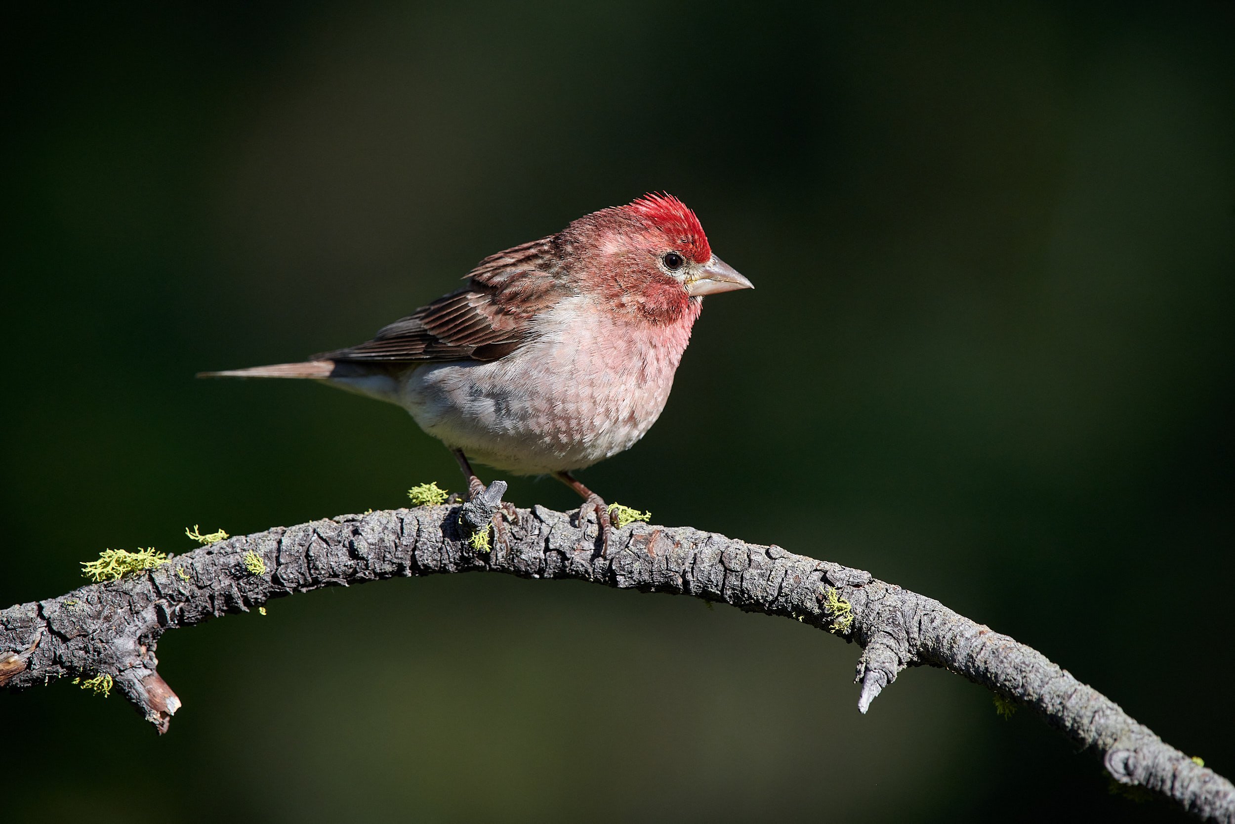 Cassin's Finch