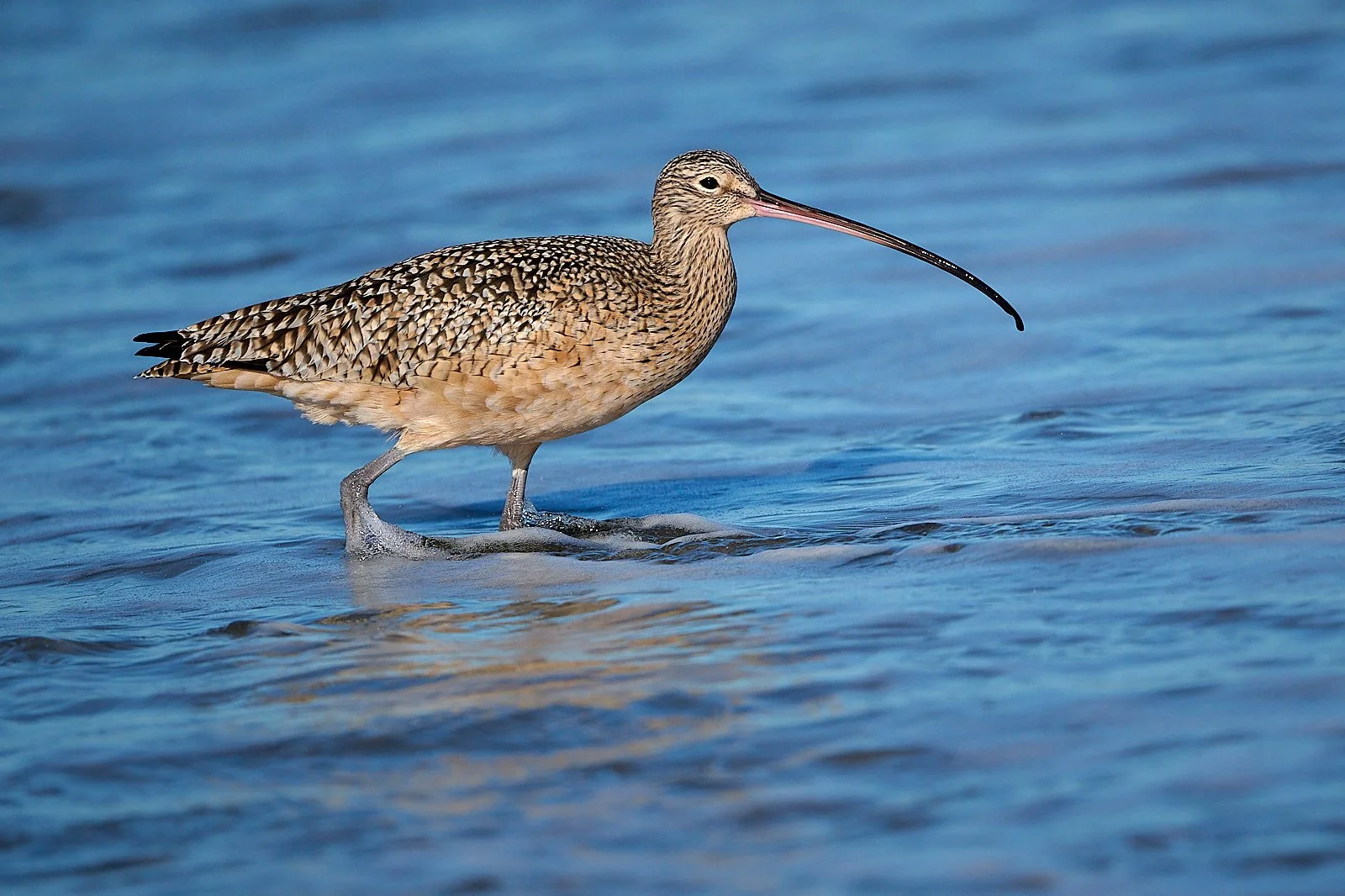 Long-billed Curlew