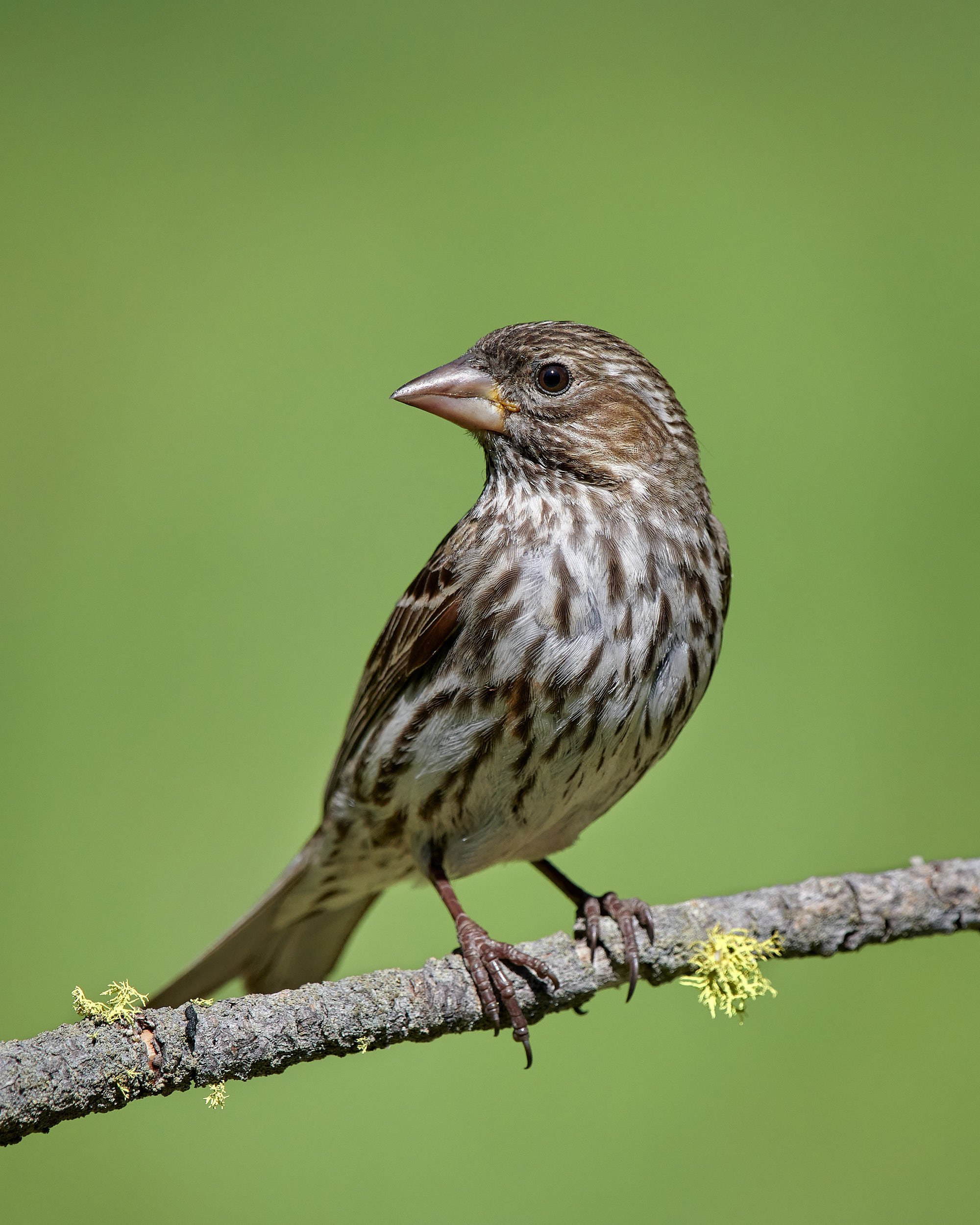 Cassin's Finch