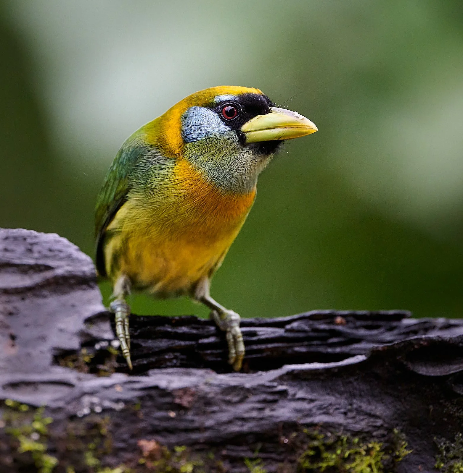 Red-headed Barbet, female