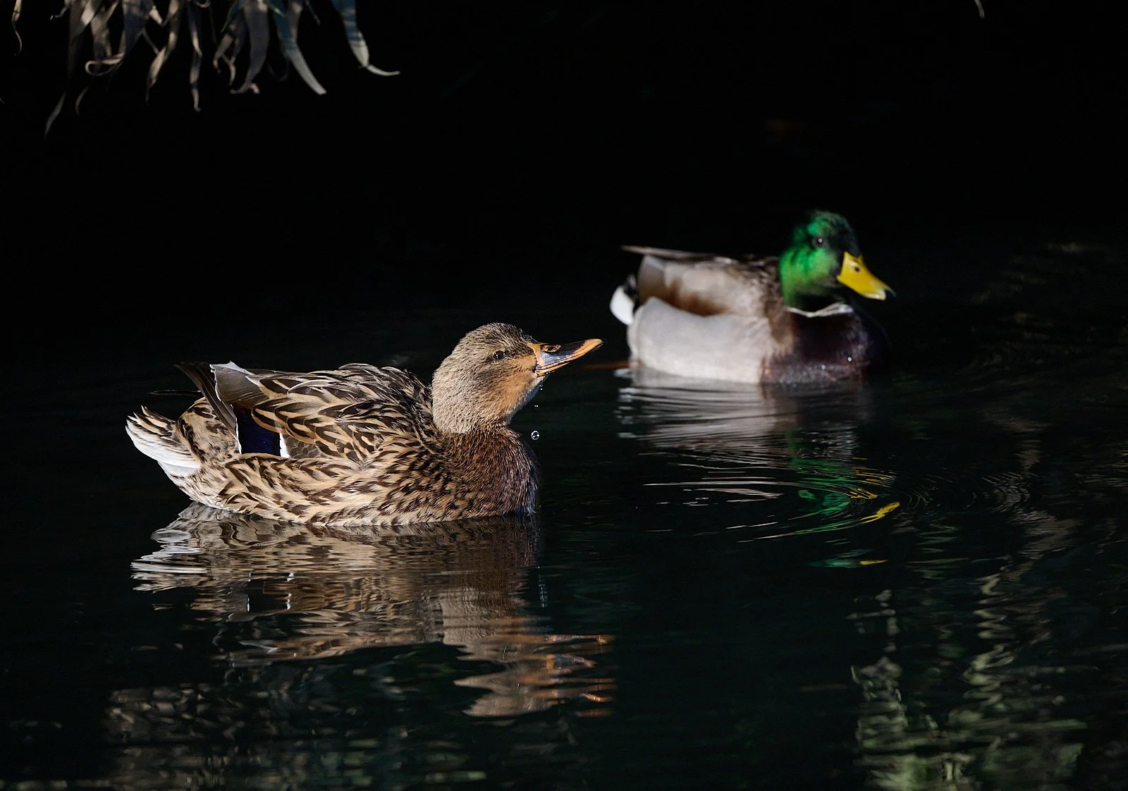 Mallard pair