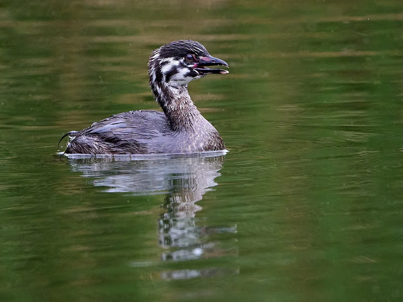 Pied-billed Grebe juvenile