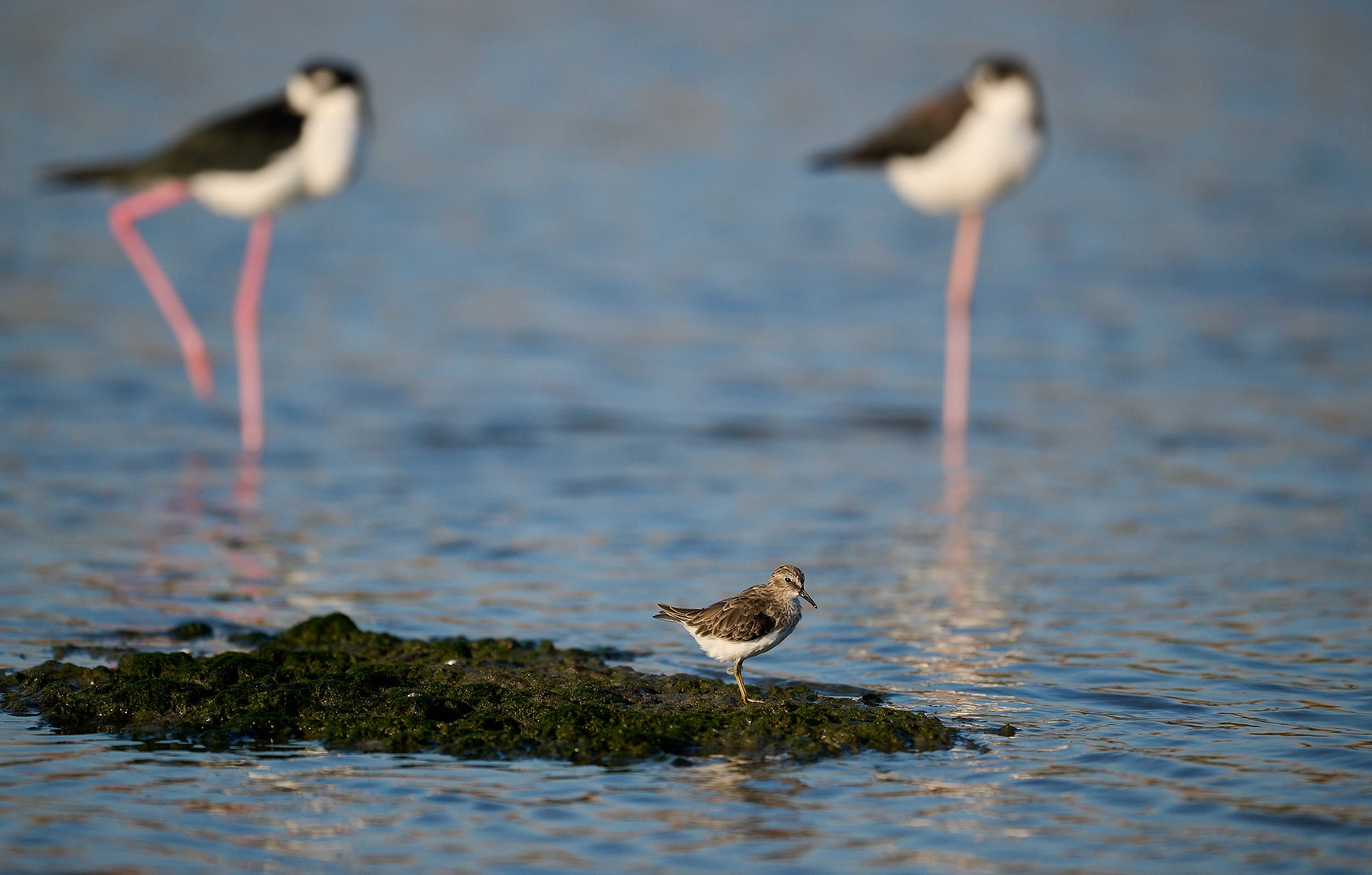 Western Sandpiper