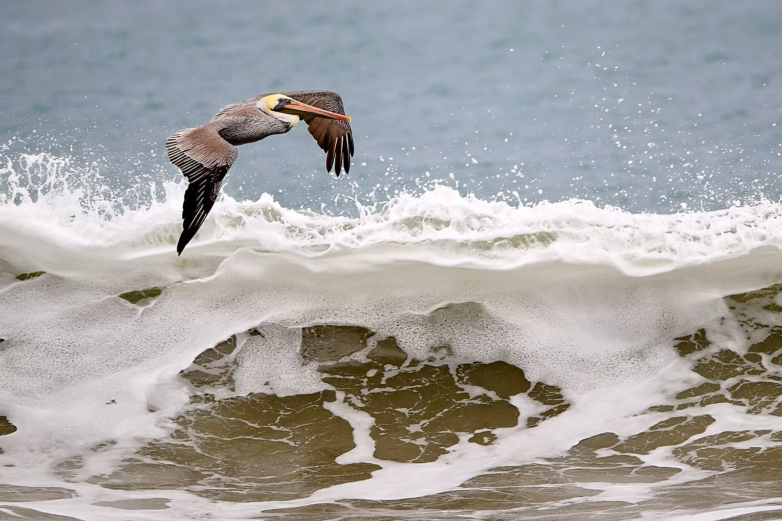 Brown Pelican