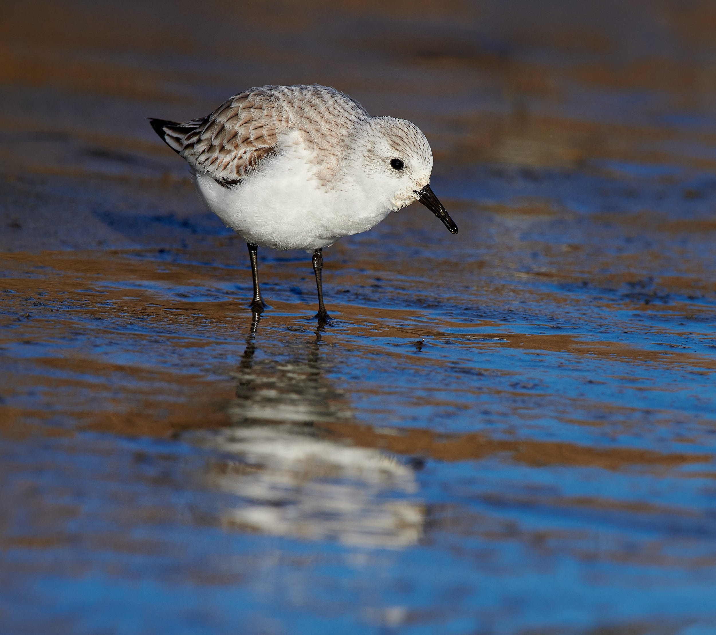 Sanderling
