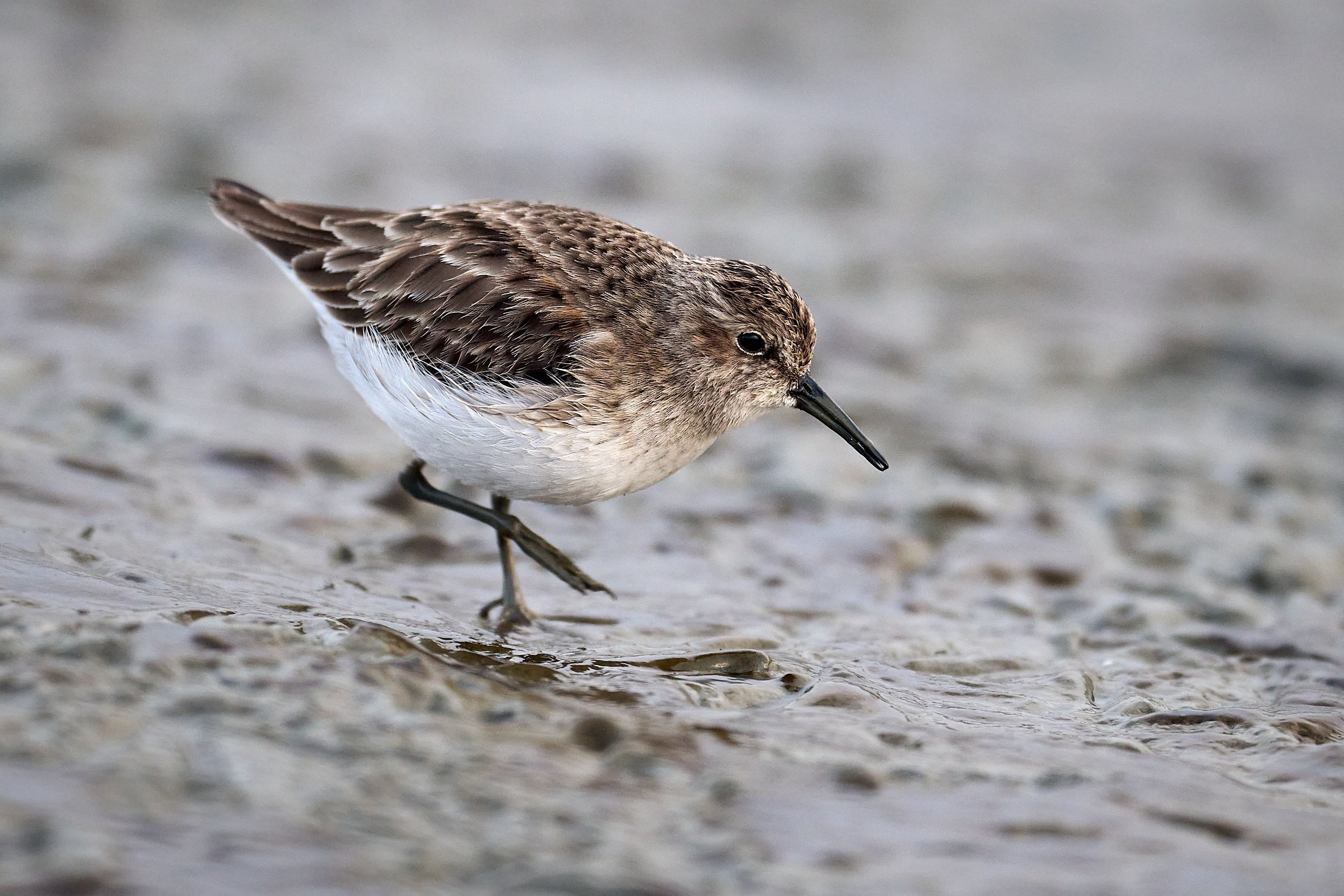 Western Sandpiper