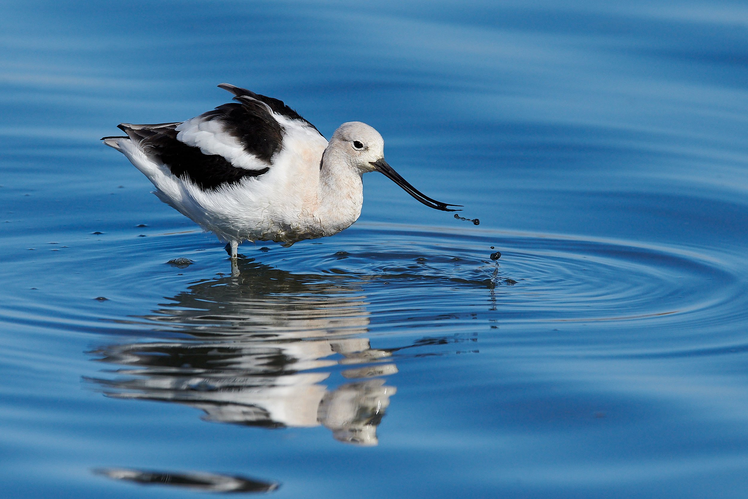 Avocet