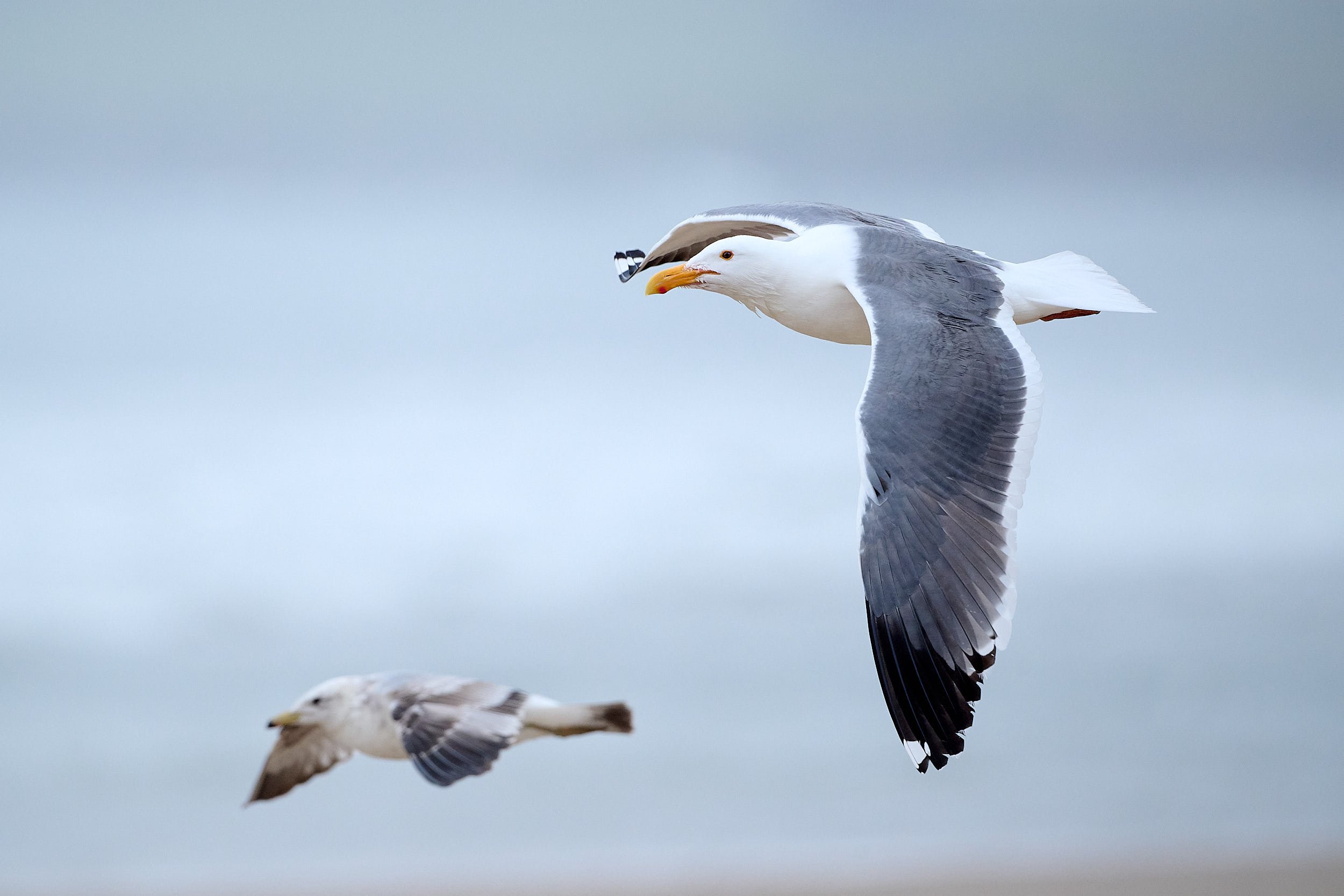 Western Gull