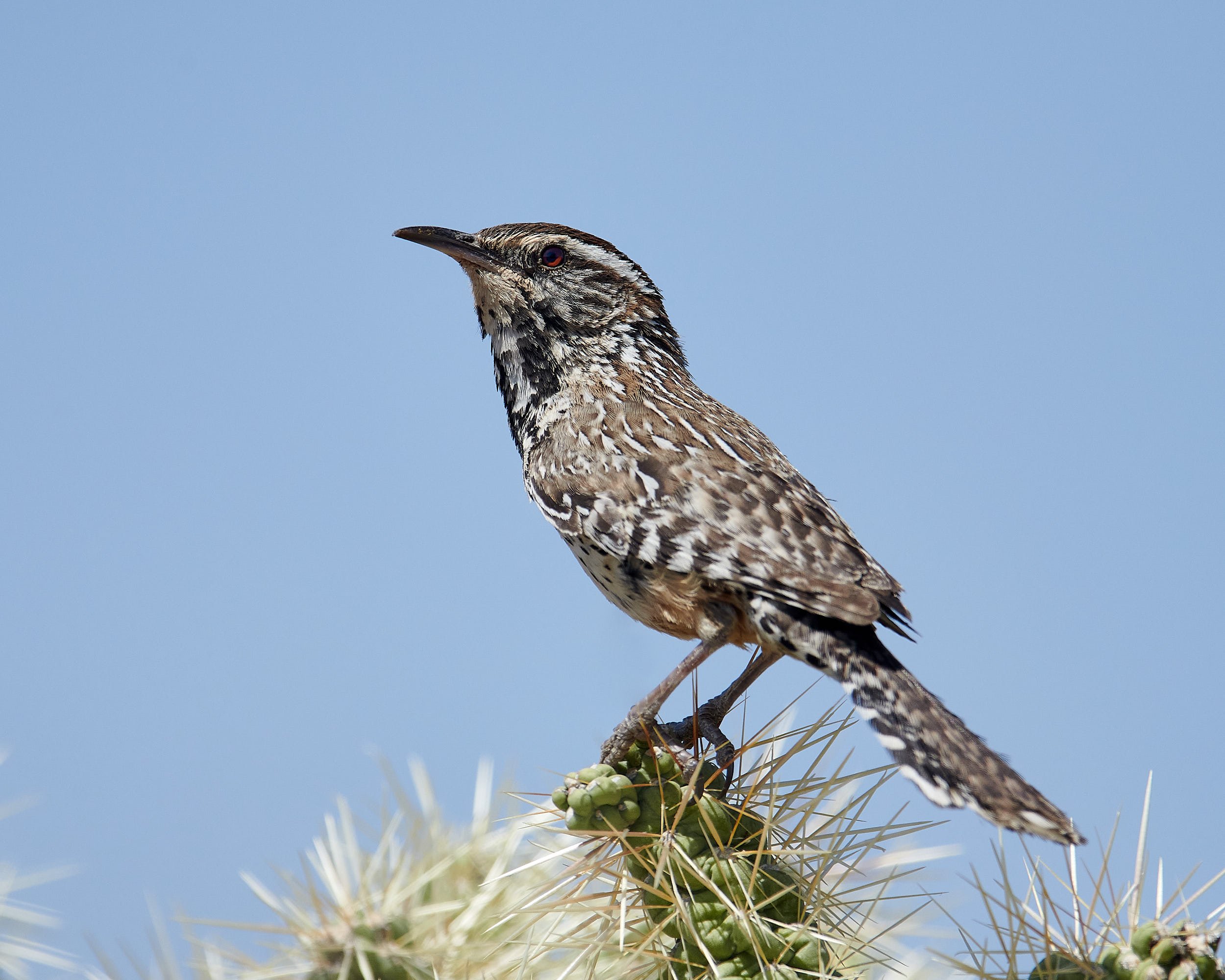 Cactus Wren
