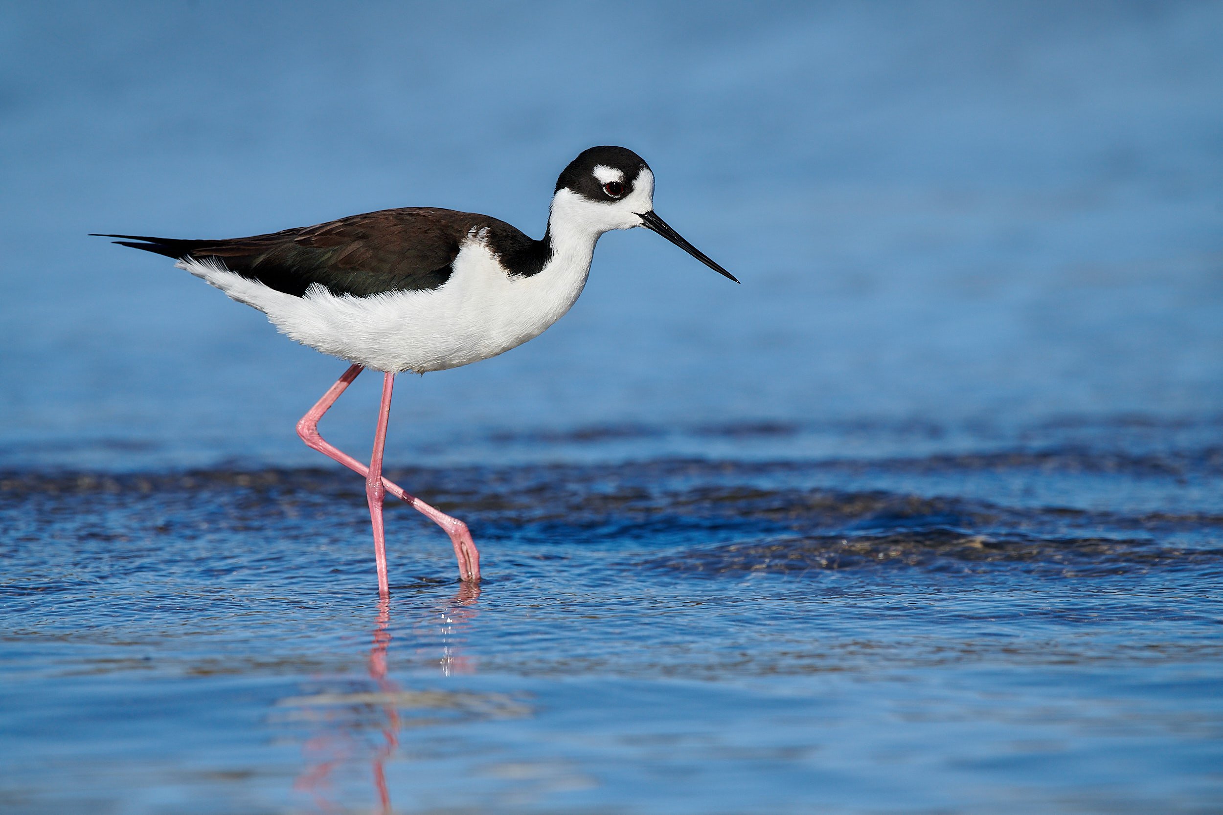 Black-necked Stilt