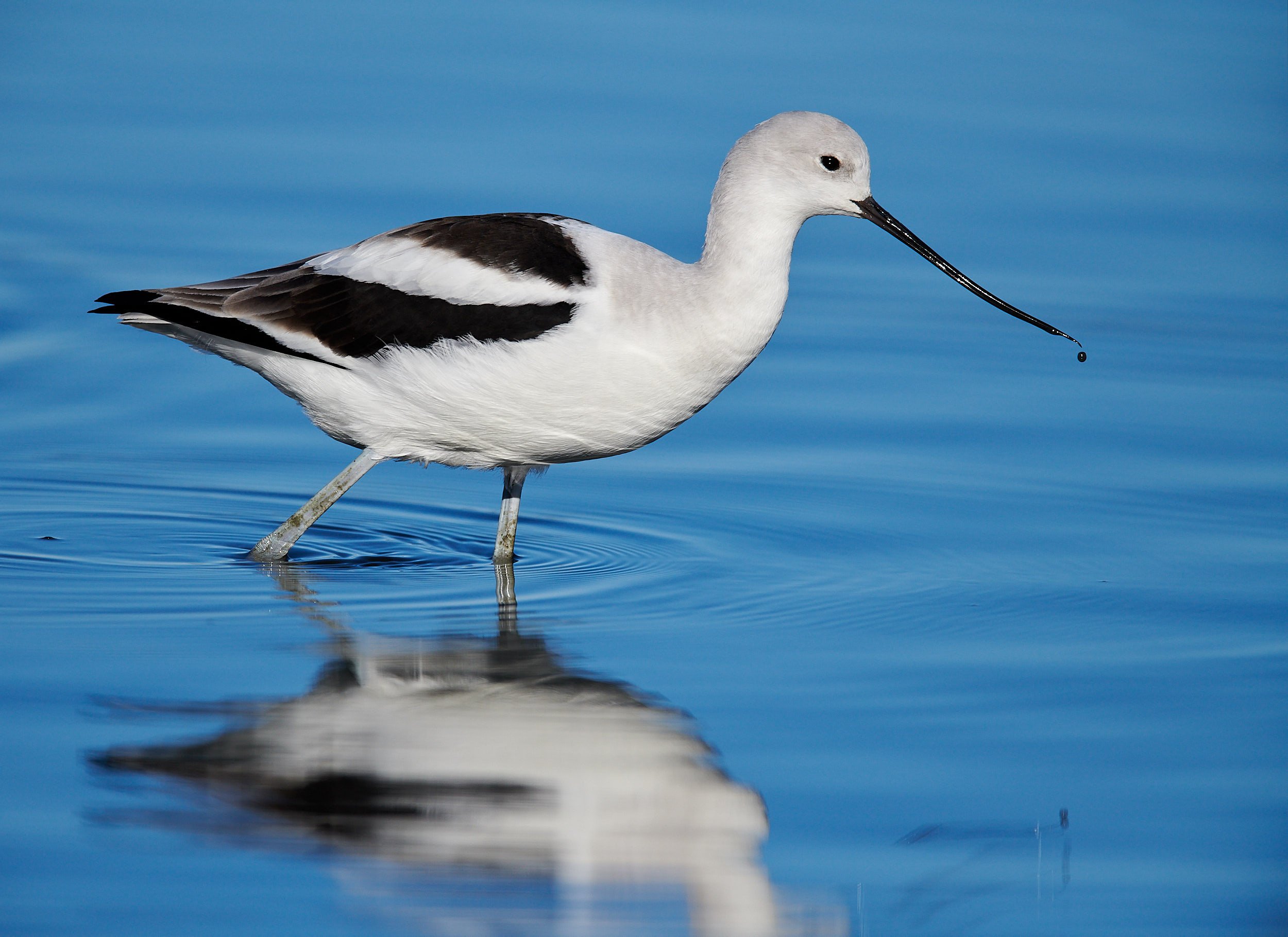 Avocet
