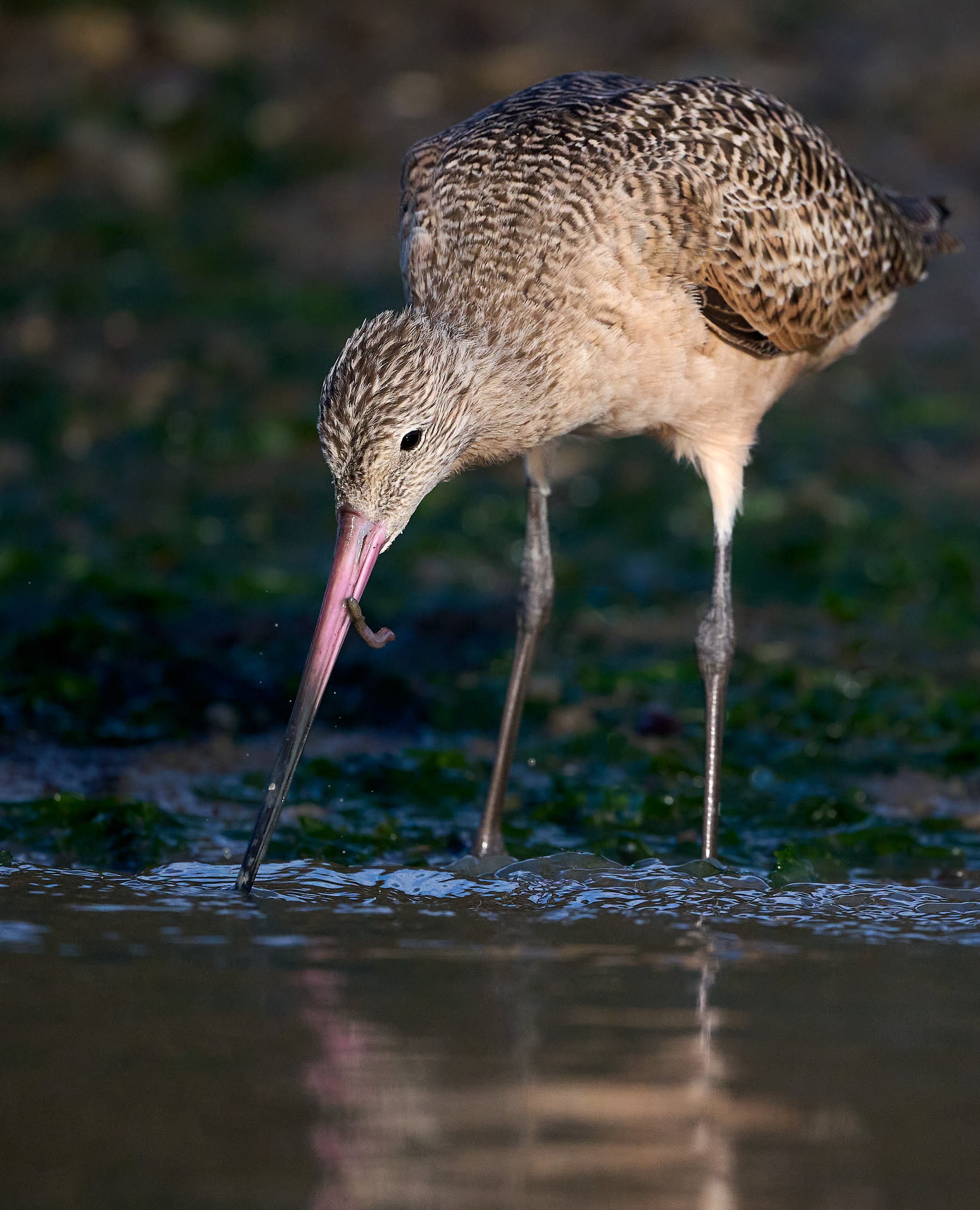 Marbled Godwit