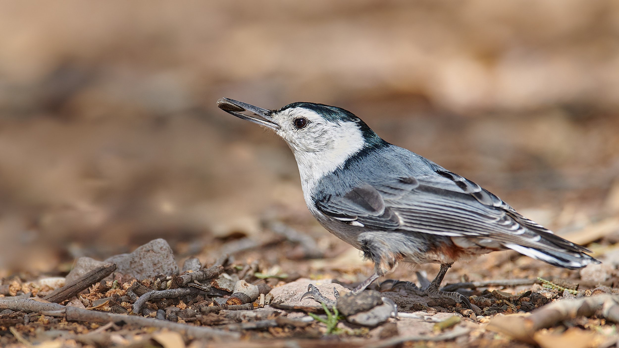 White-breasted Nuthatch