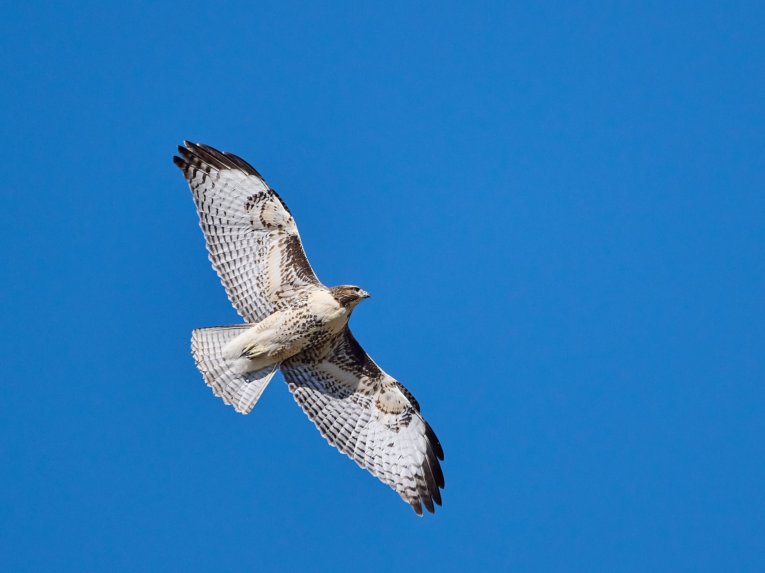 Red-tailed Hawk