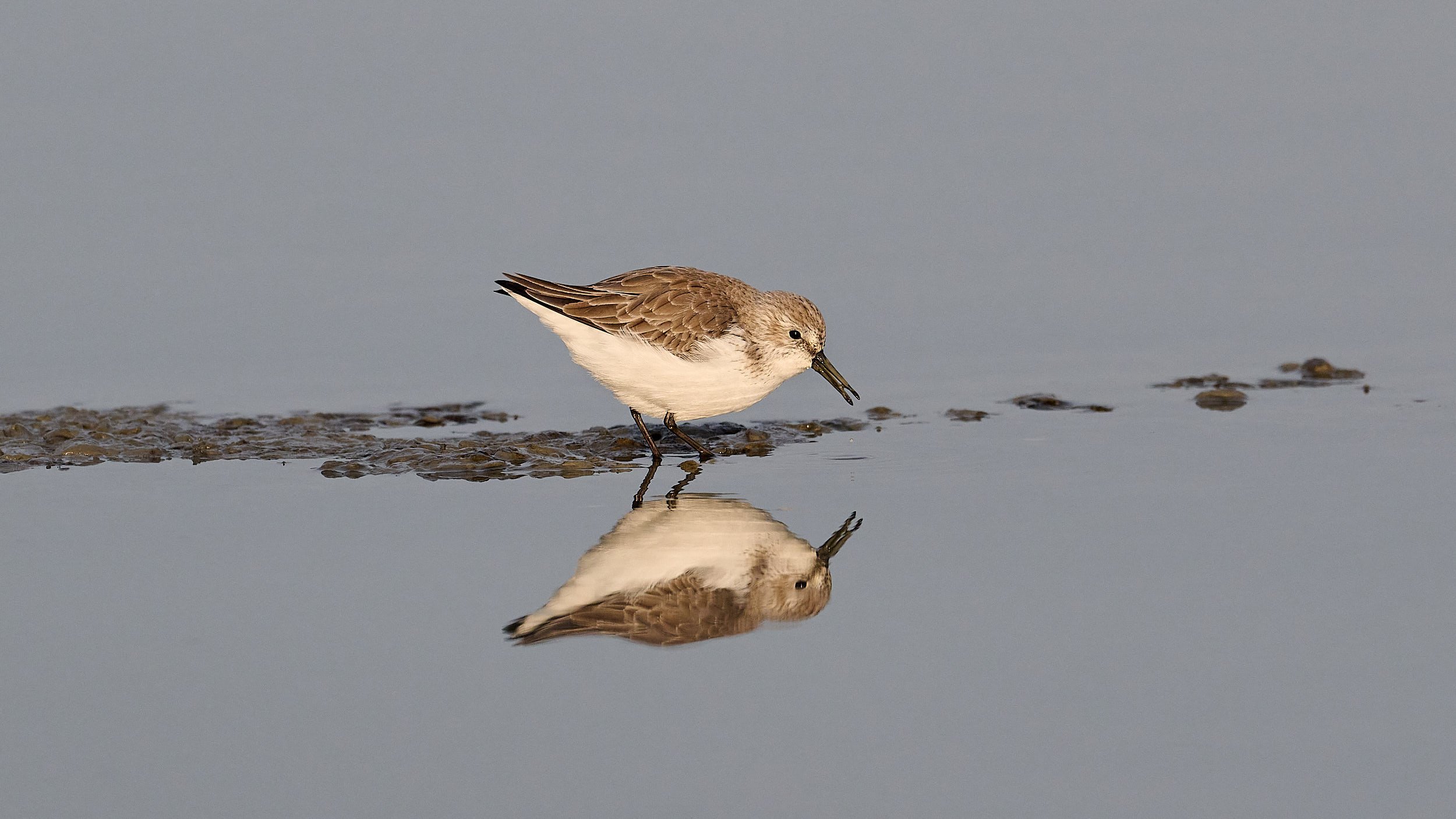 Western Sandpiper