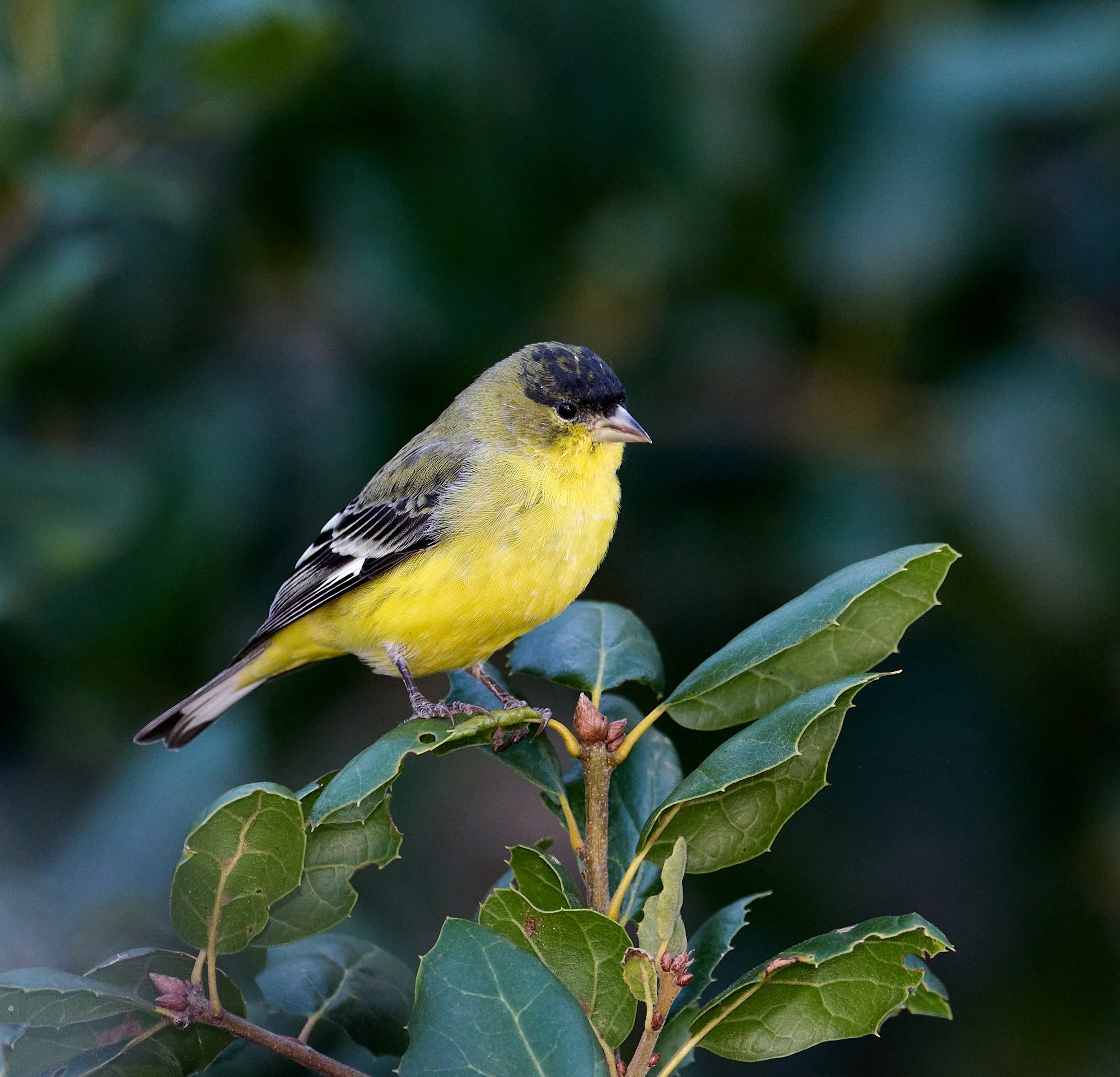 Lesser Goldfinch