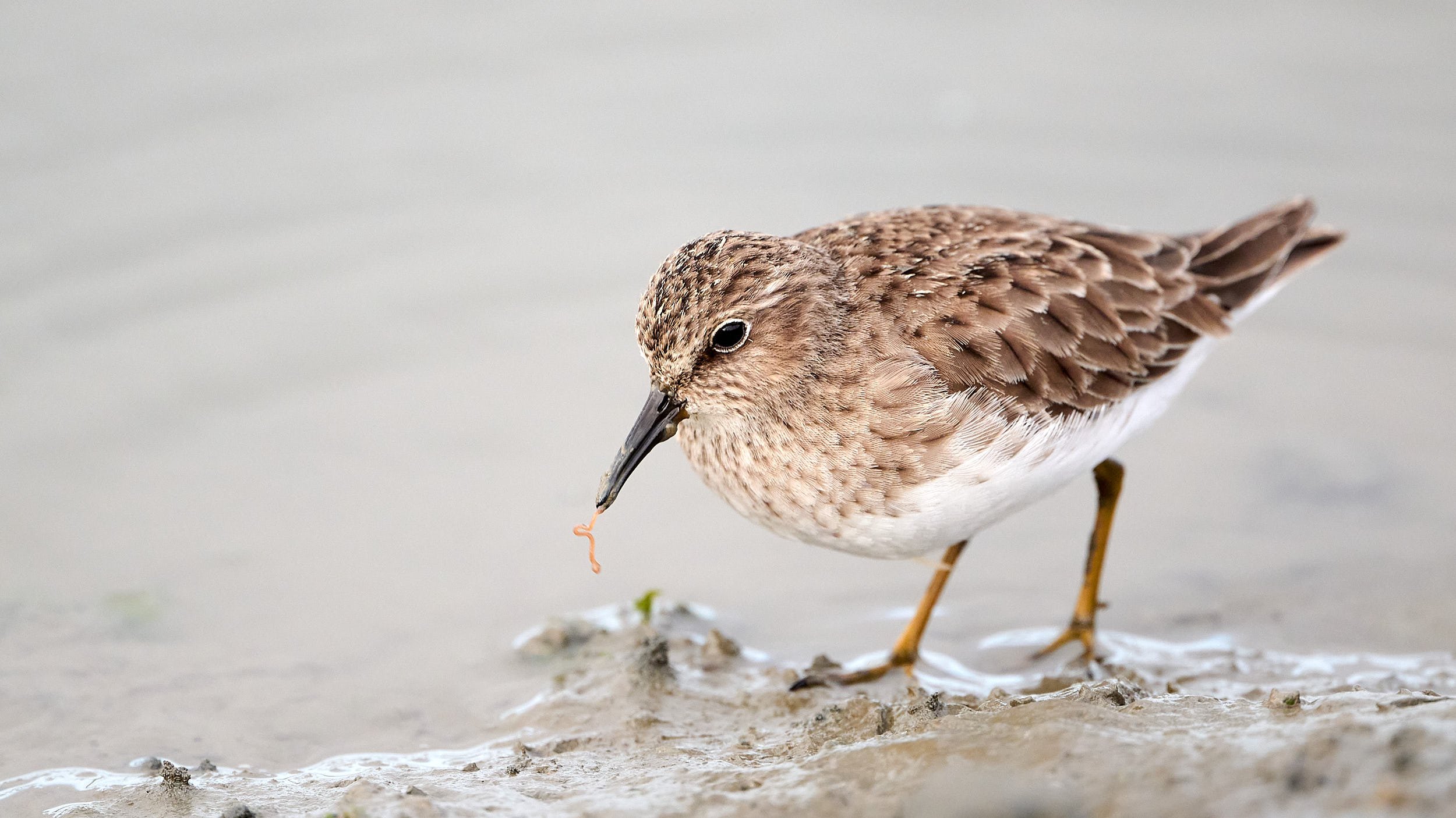 Least Sandpiper