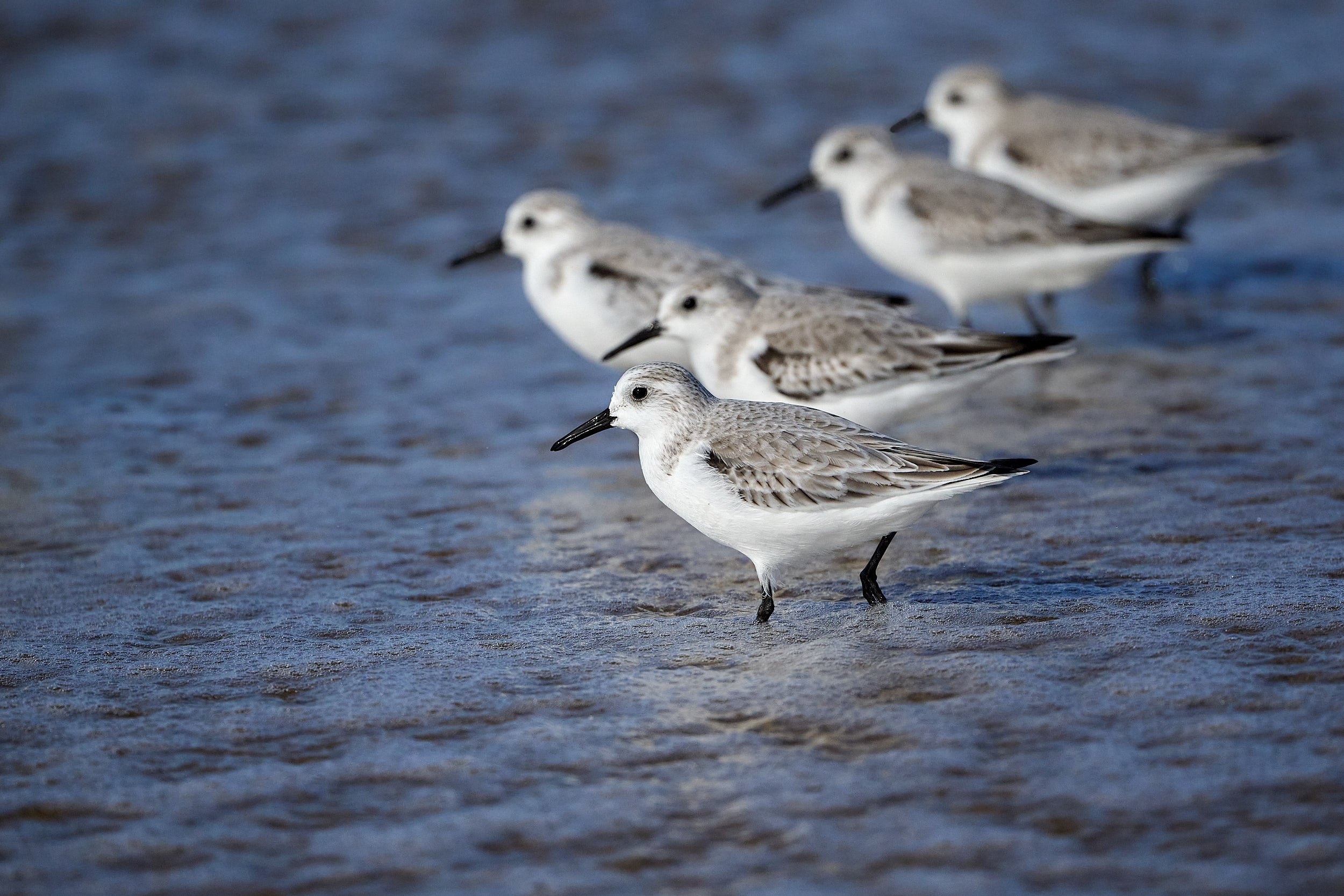 Sanderling