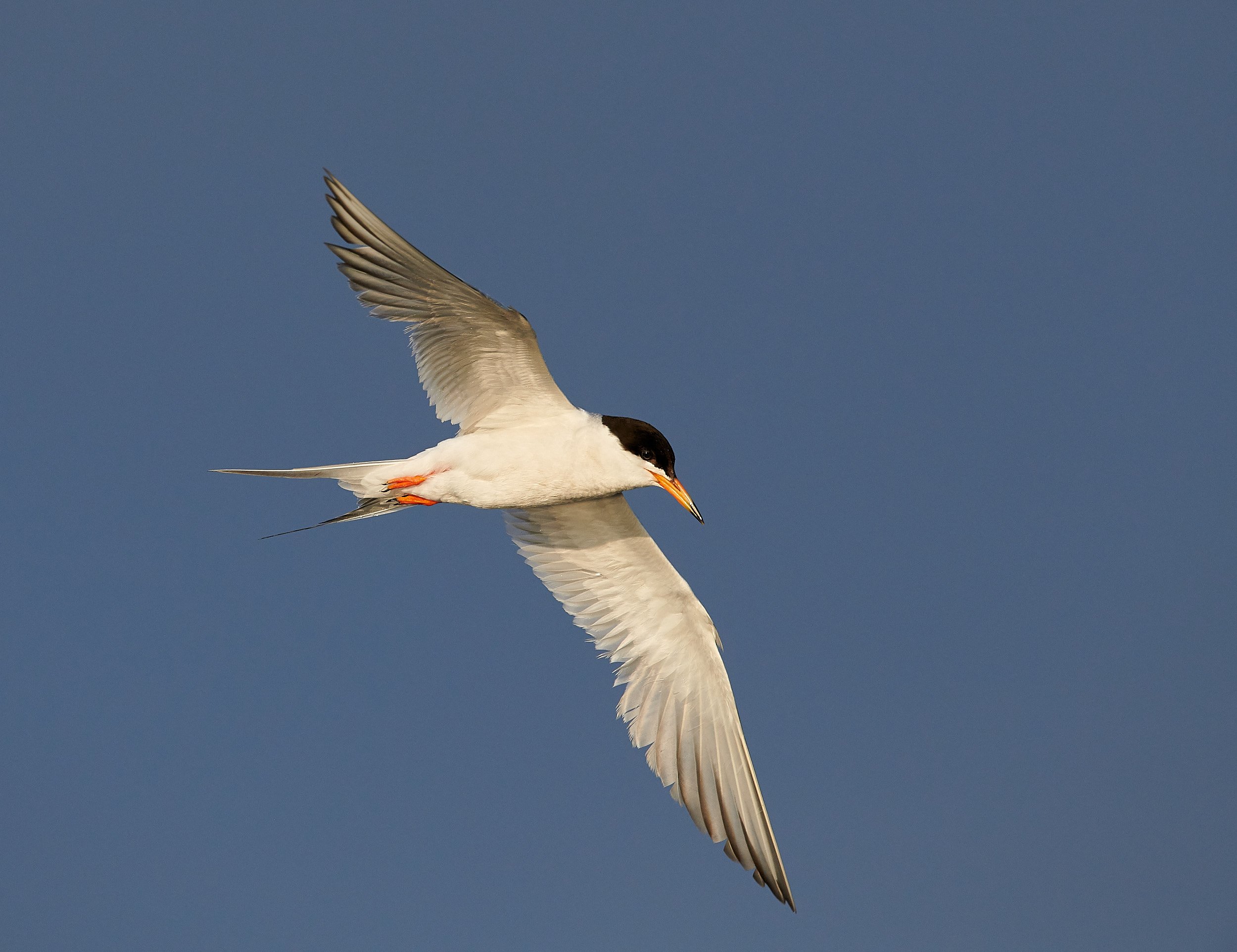 fosters tern35.jpg