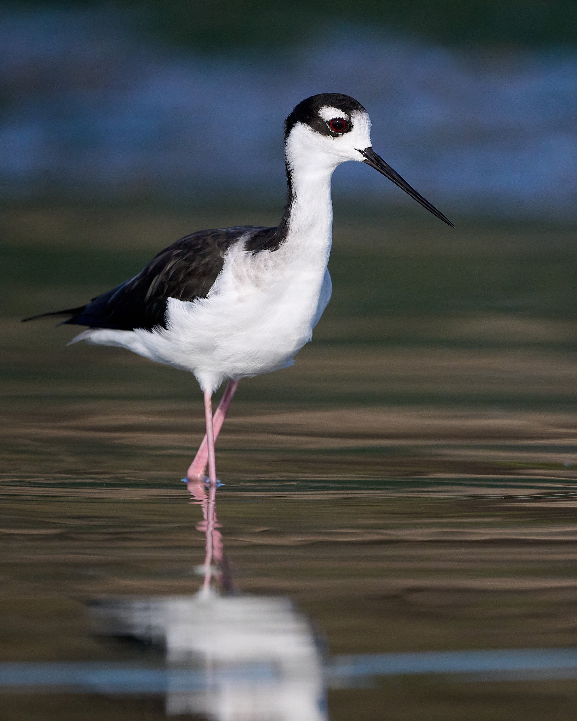 Black-necked Stilt